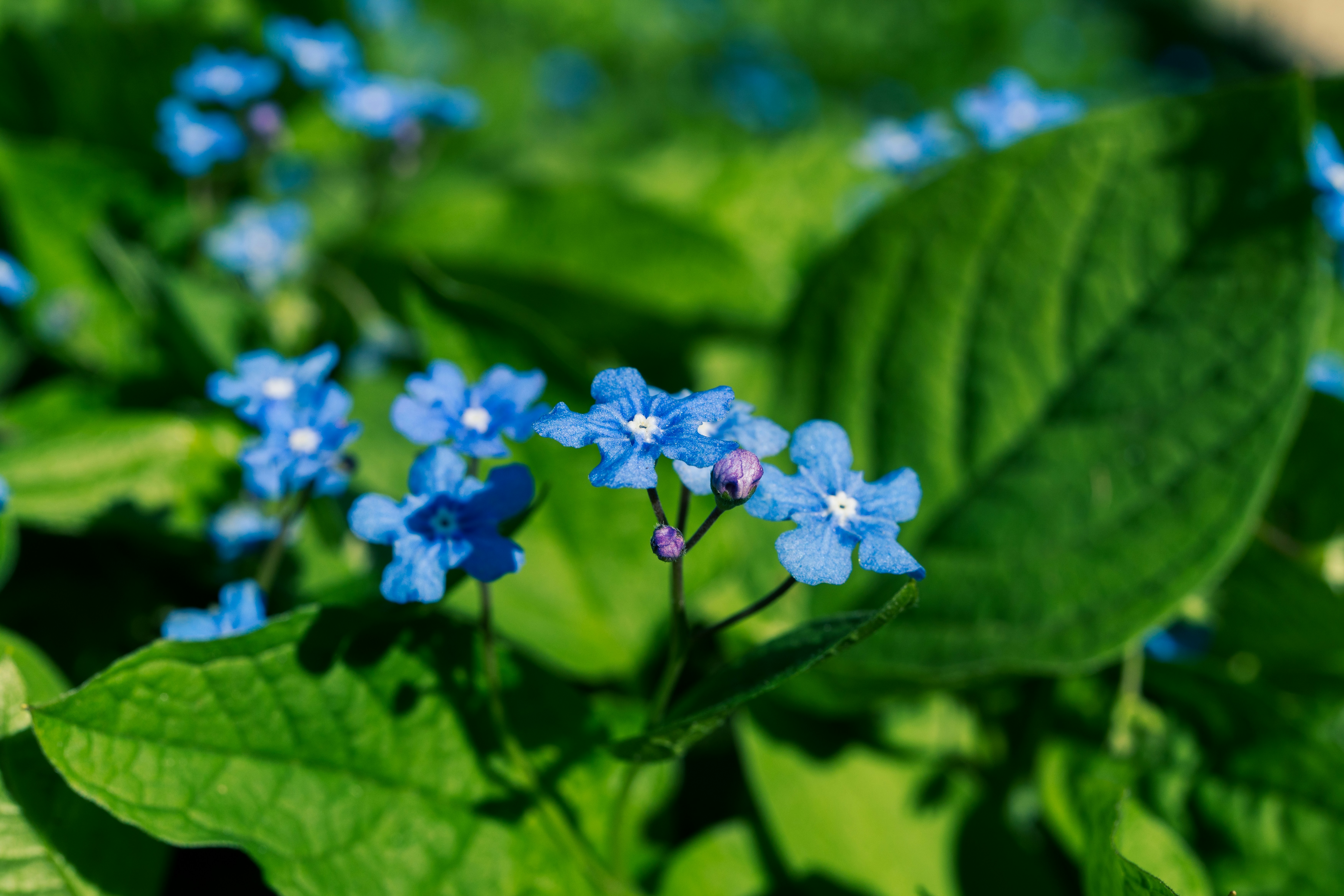 Photo by robertschwarz