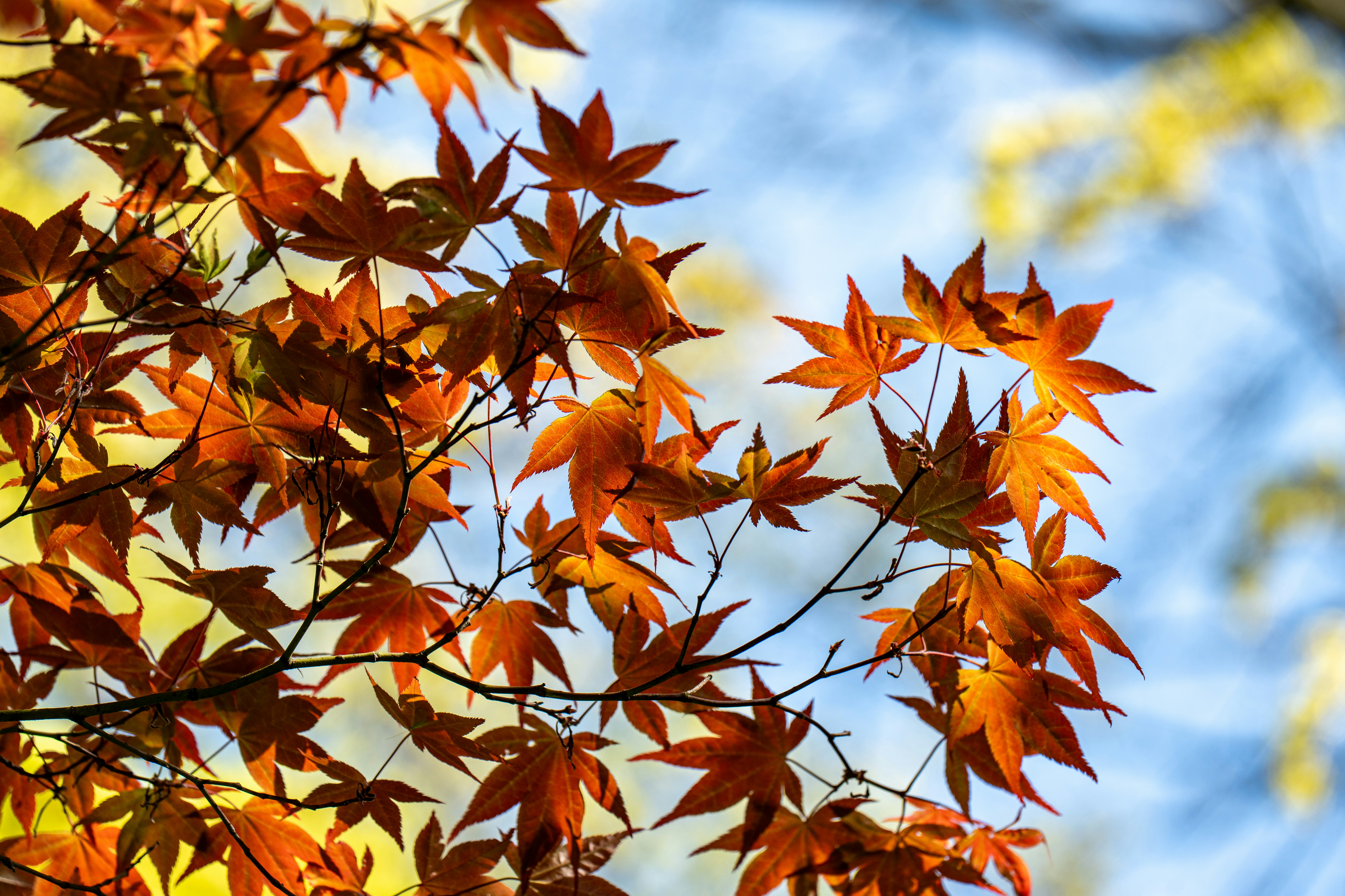 Photo by robertschwarz