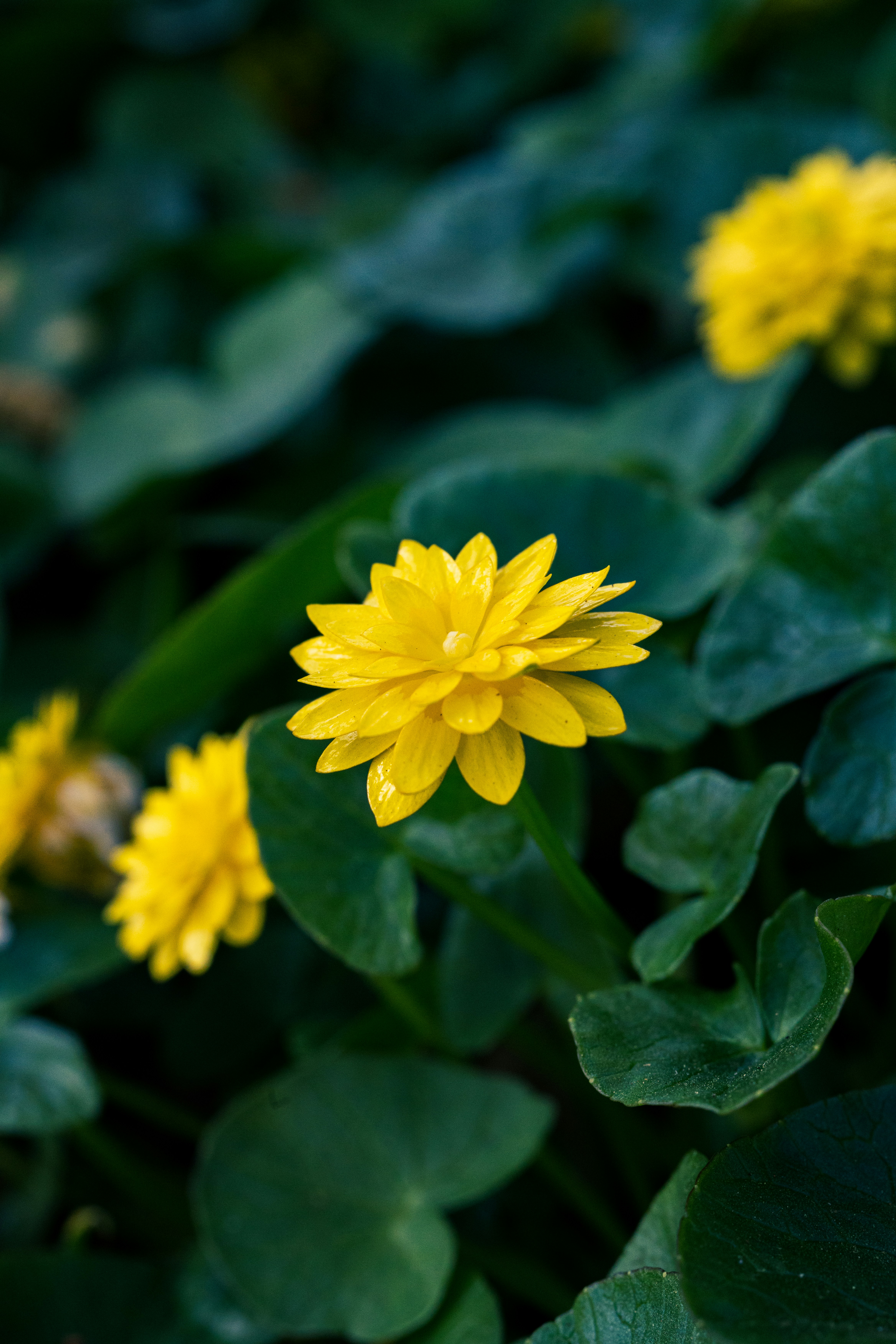 Photo by robertschwarz