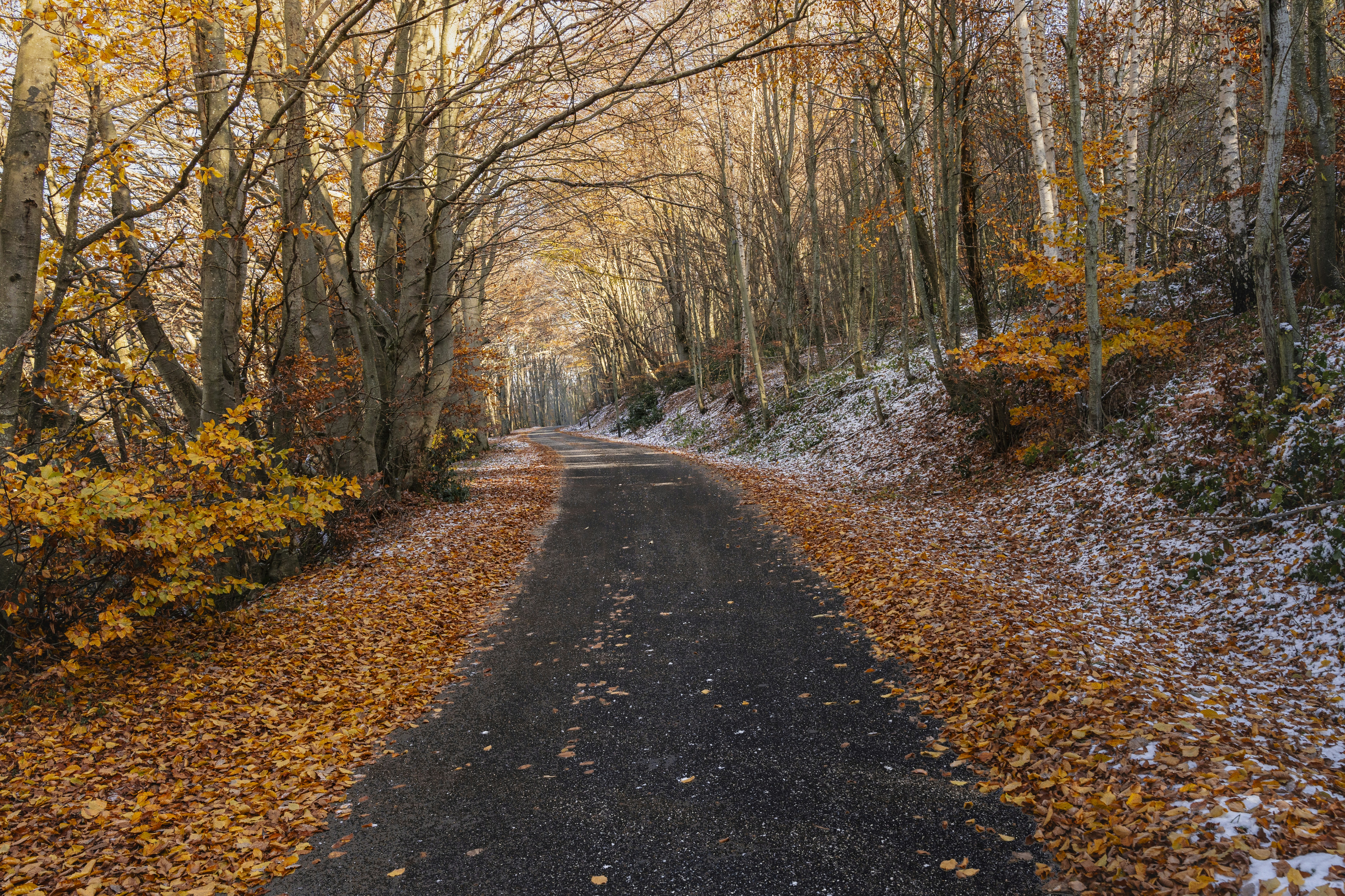 A road winds through an autumnal forest.