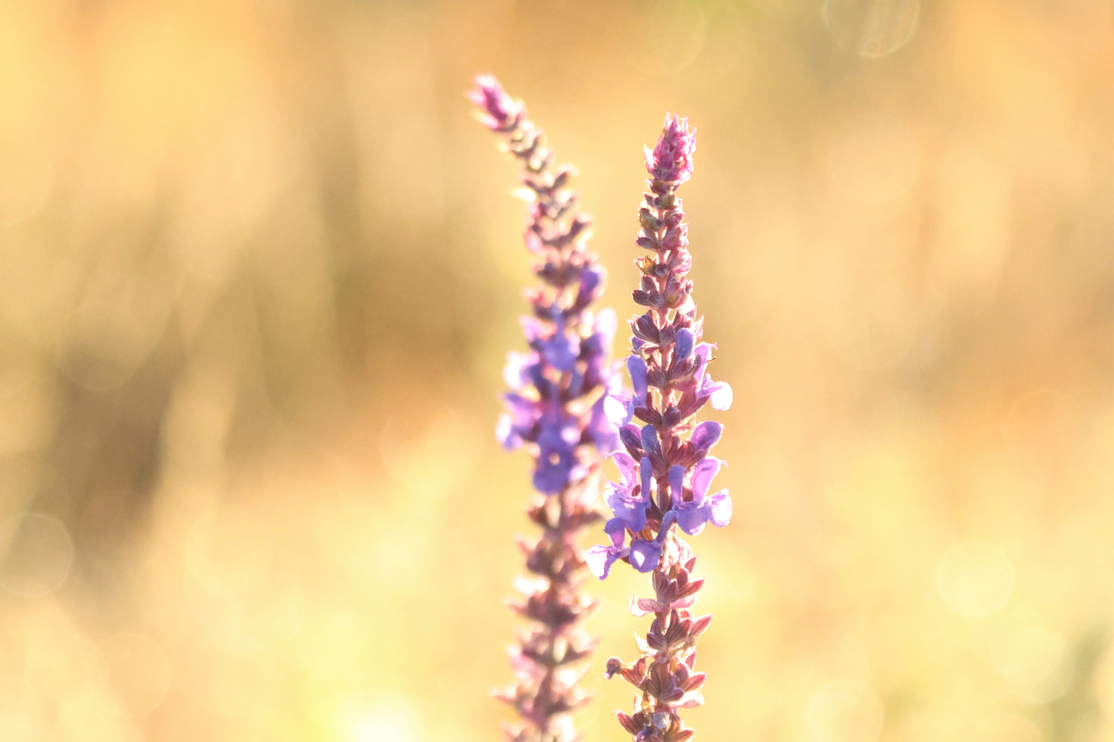 Photo by pavlo_bodnar