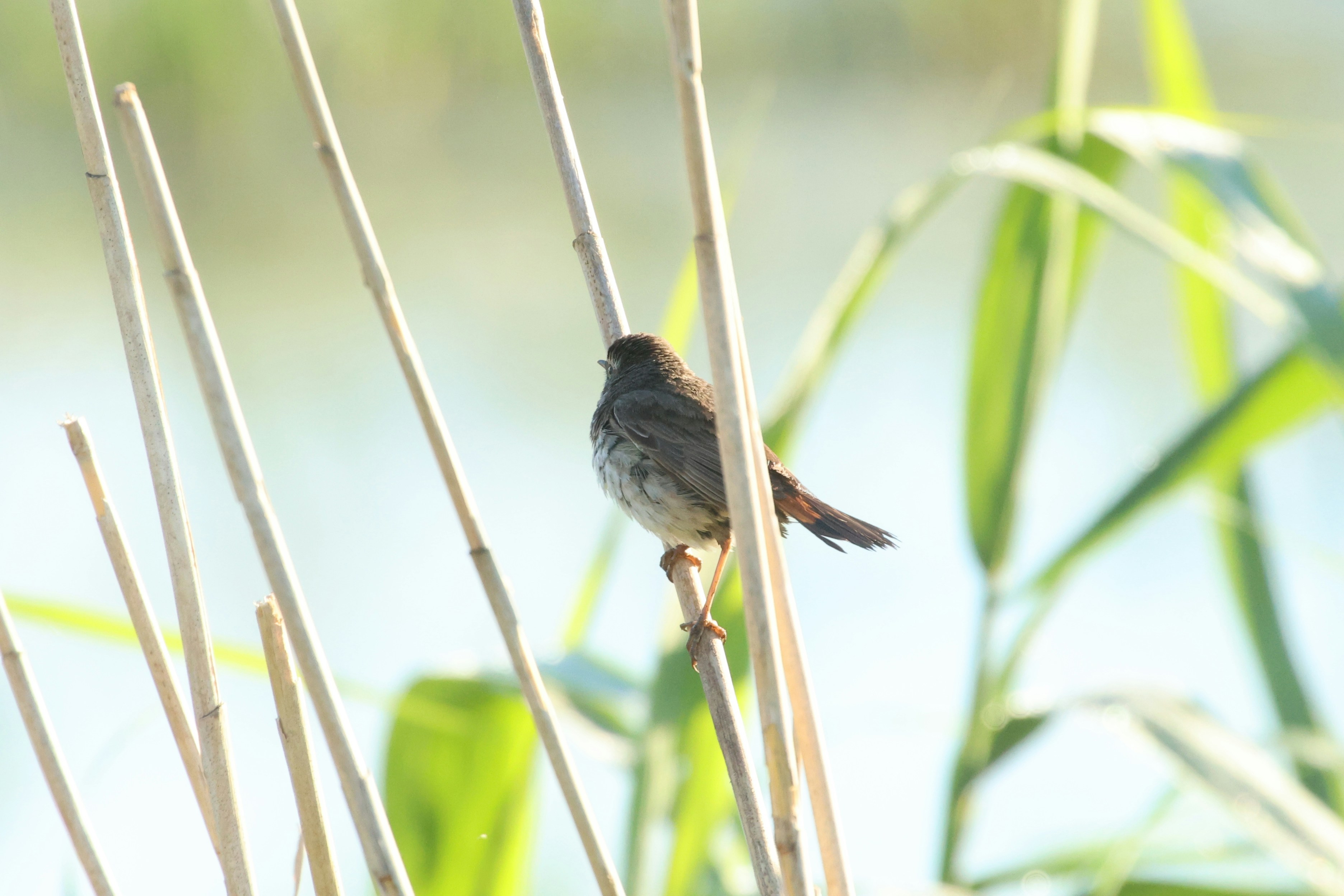 Photo by pavlo_bodnar