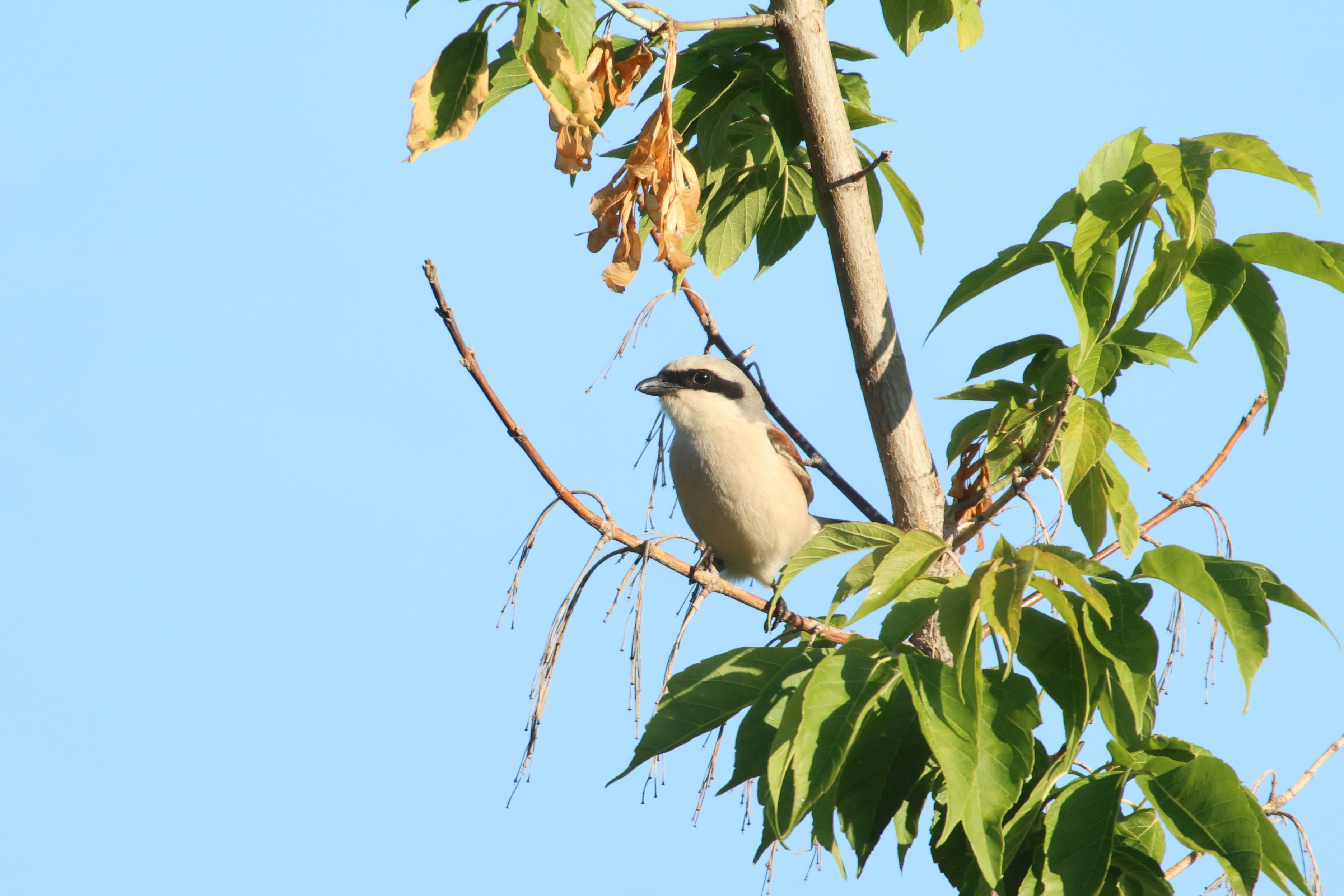 Photo by pavlo_bodnar