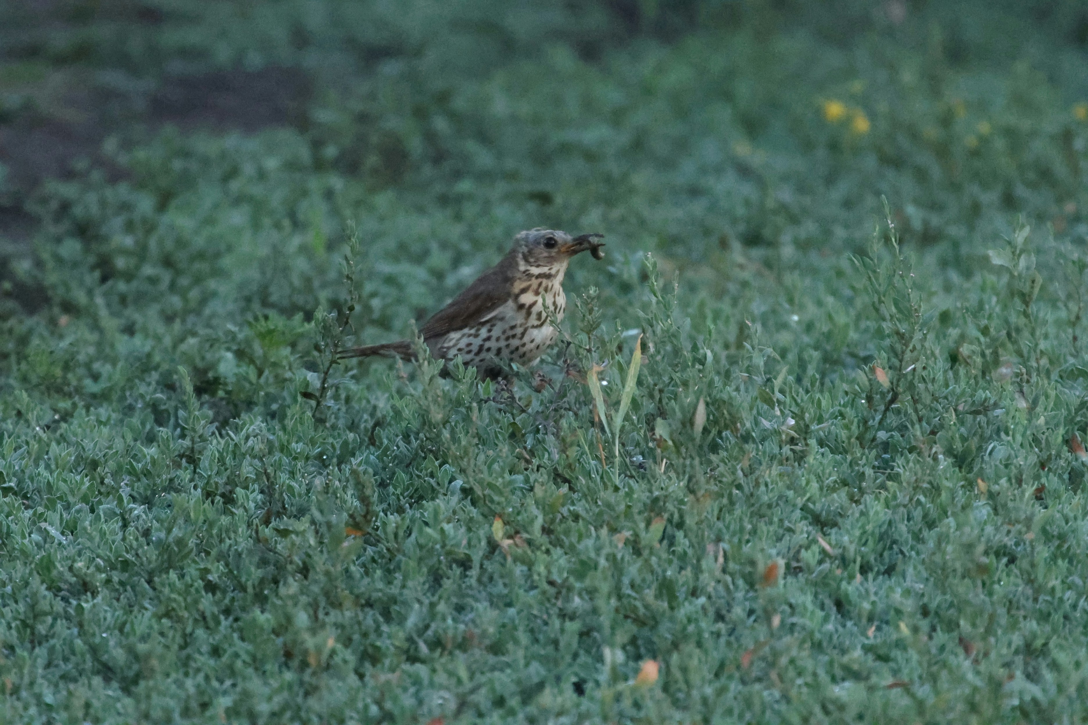 Photo by pavlo_bodnar