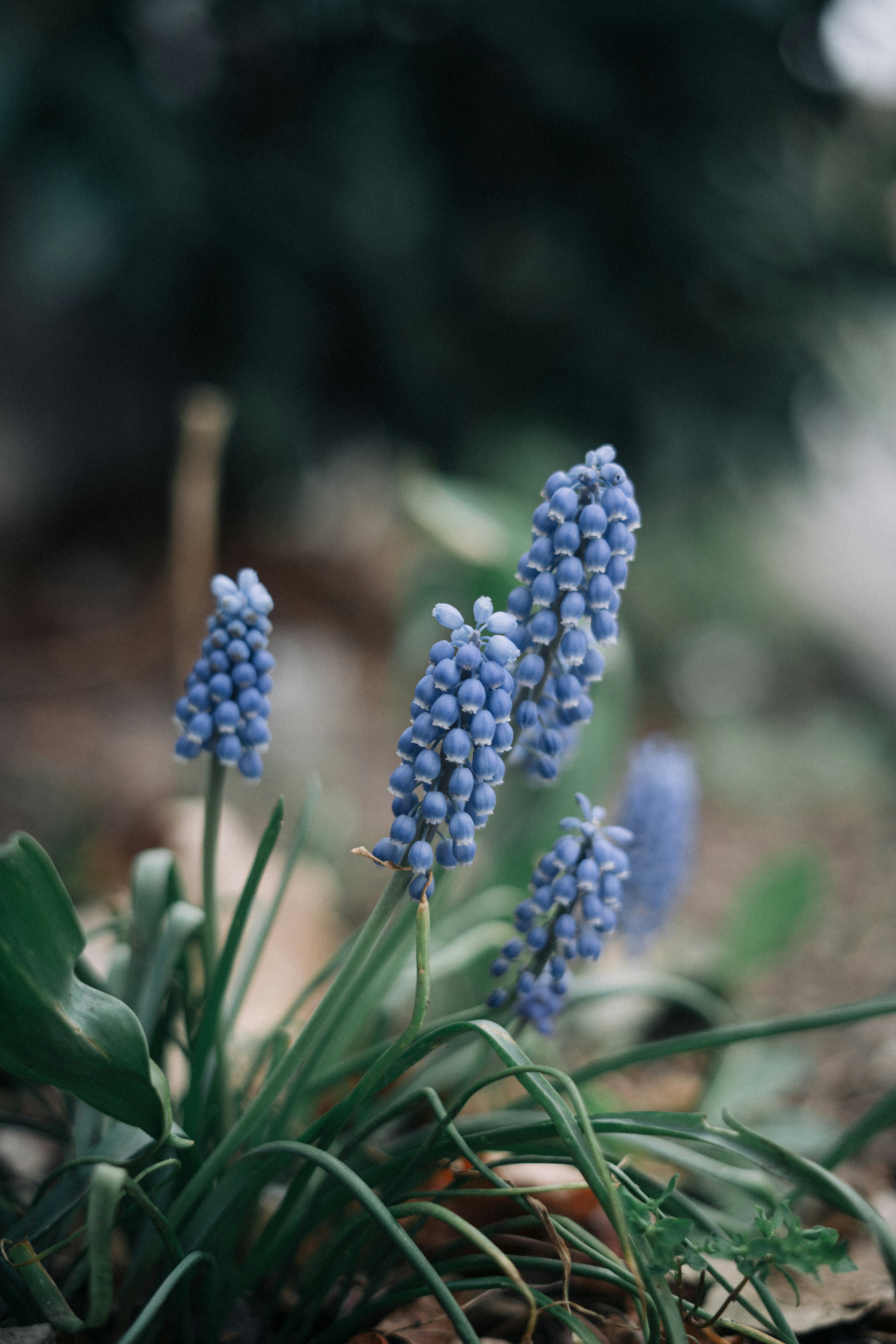 Photo by robert_lens