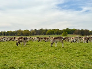 Deer graze peacefully in a lush, green meadow.