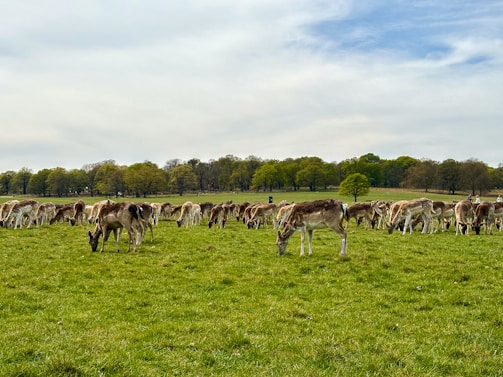 Deer graze peacefully in a lush, green meadow.