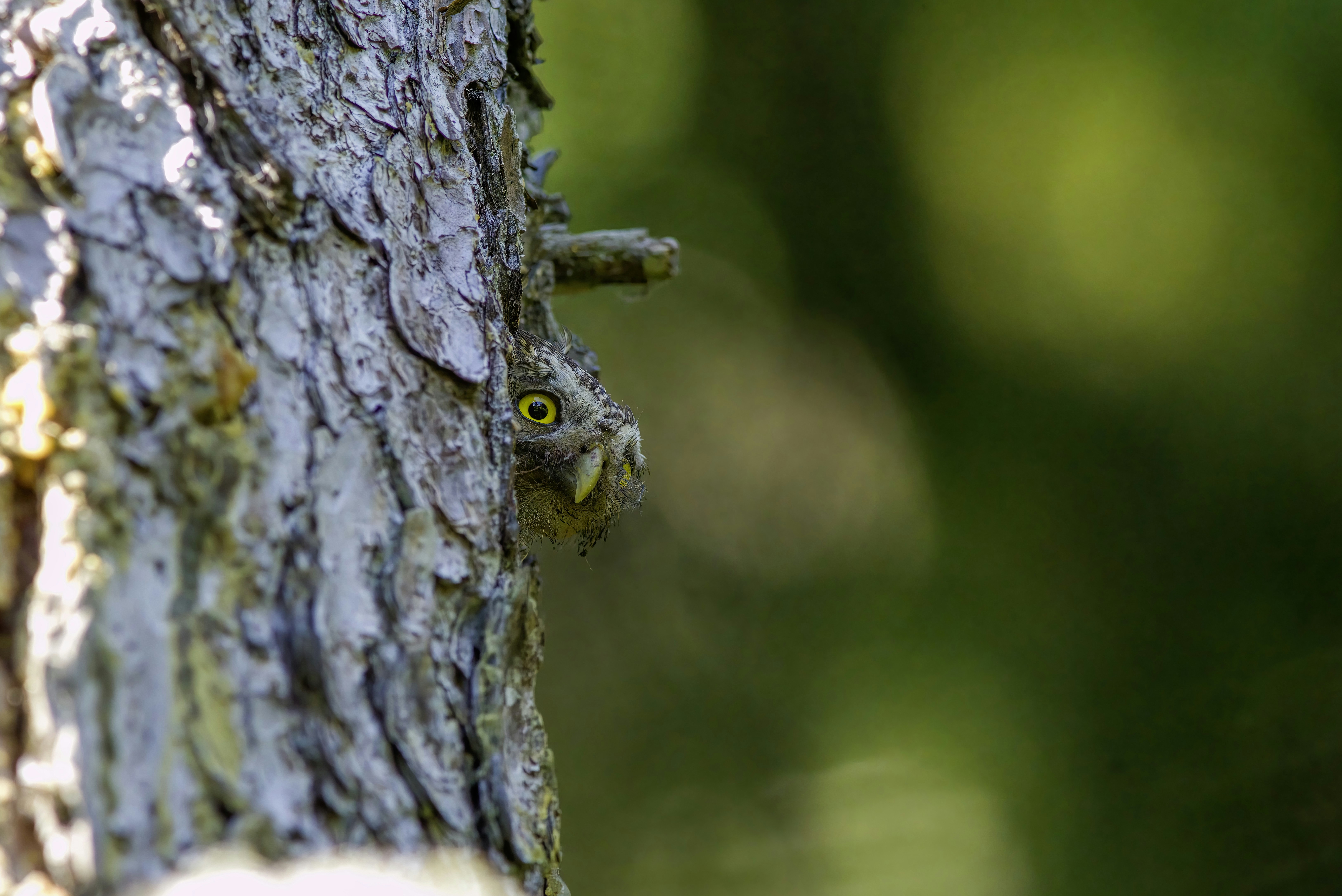 Photo by erik_karits