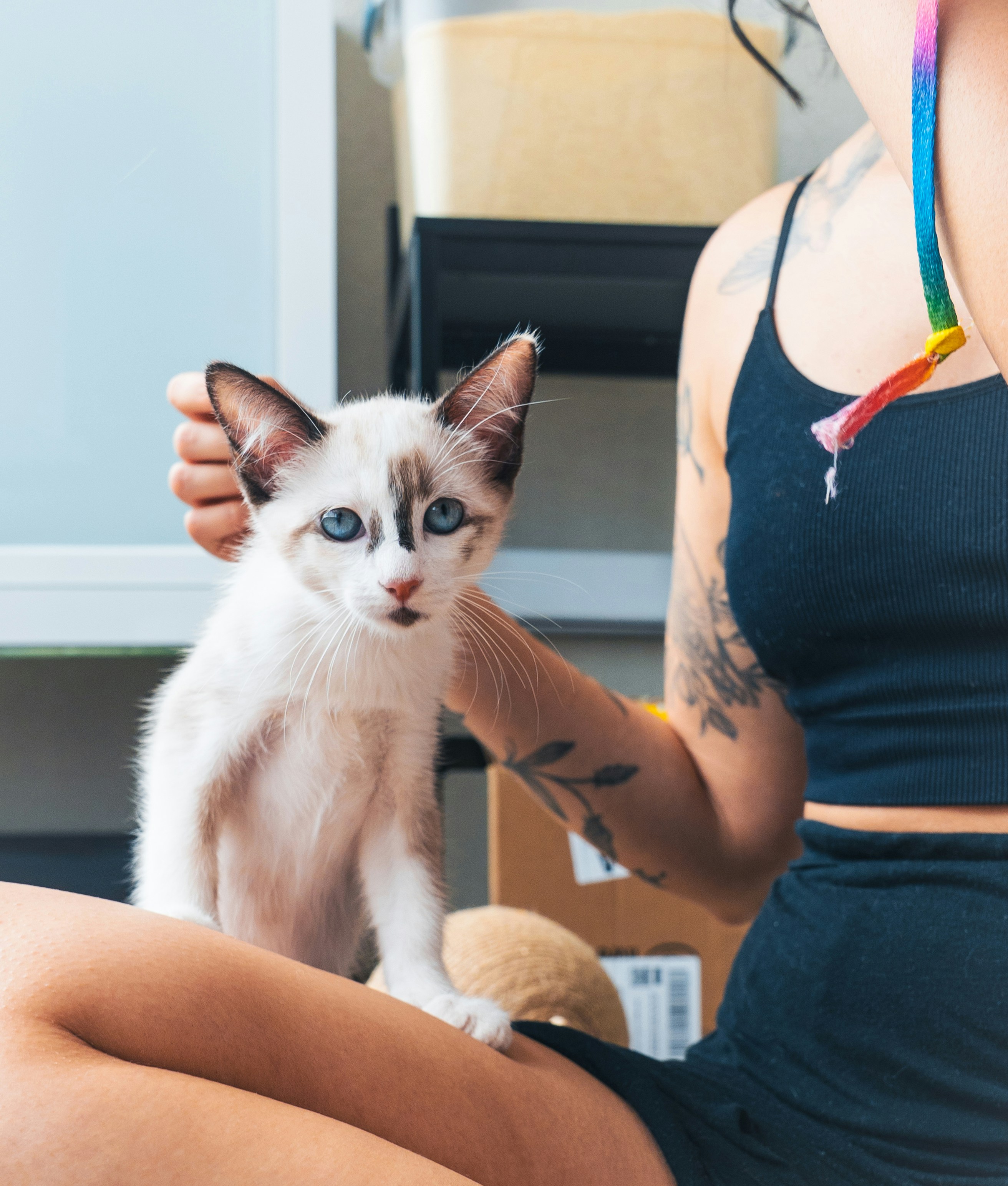 Une personne caressant un chaton mignon.