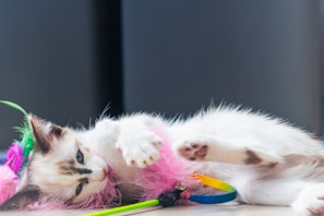 A playful kitten is lying down with a toy.
