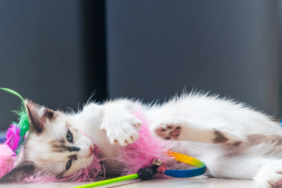 A white kitten with brown spots is lying on its back, paws stretched out and head resting on a pink feather boa. The kitten's front paws are playfully reaching towards a blue and yellow toy that lies nearby.