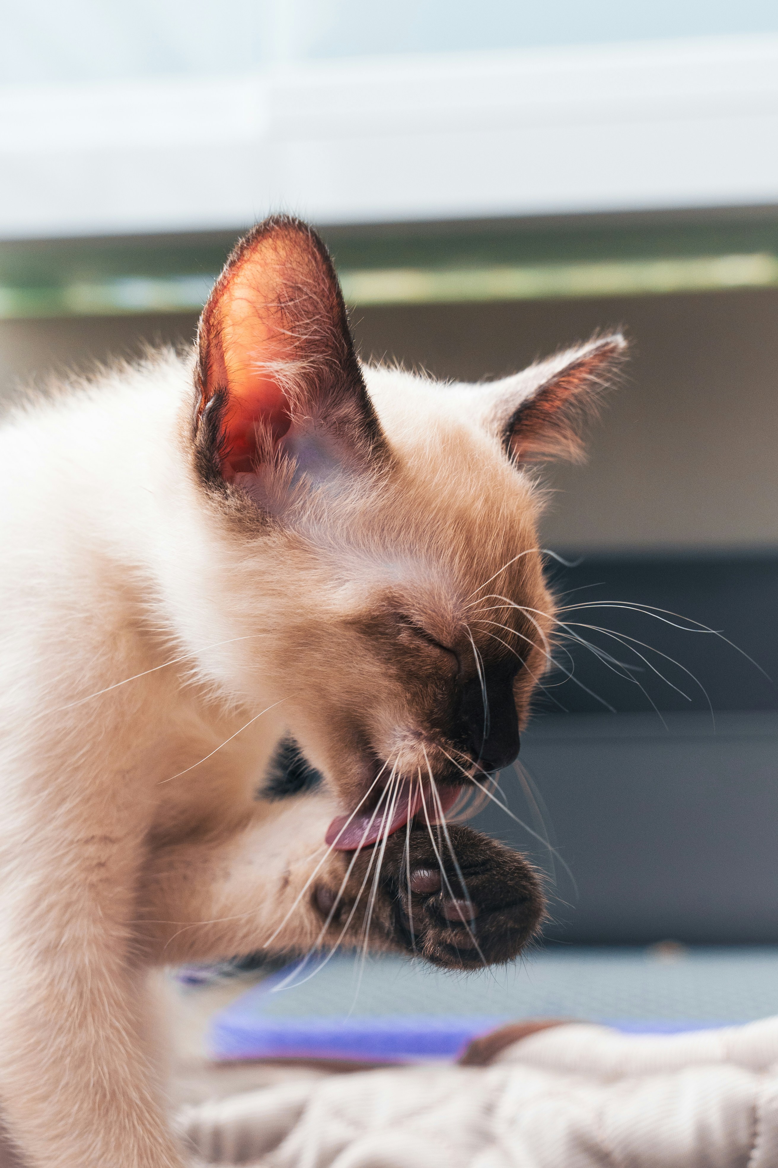 Le chat siamois toilette sa patte.