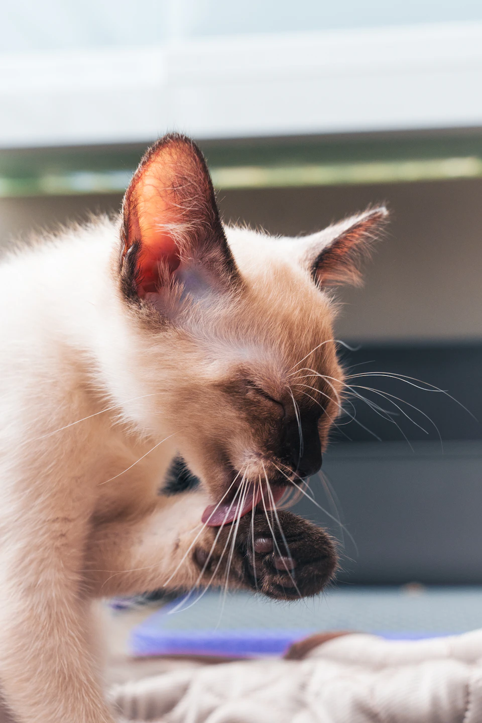 A white kitten with brown spots is captured in a moment of play, standing on its hind legs and licking itself with its front paws. The kitten's eyes are closed, suggesting it might be enjoying the sensation of the water or soap on its fur. The background features a blurred window, providing context to the indoor setting where the kitten is engaged in this activity.