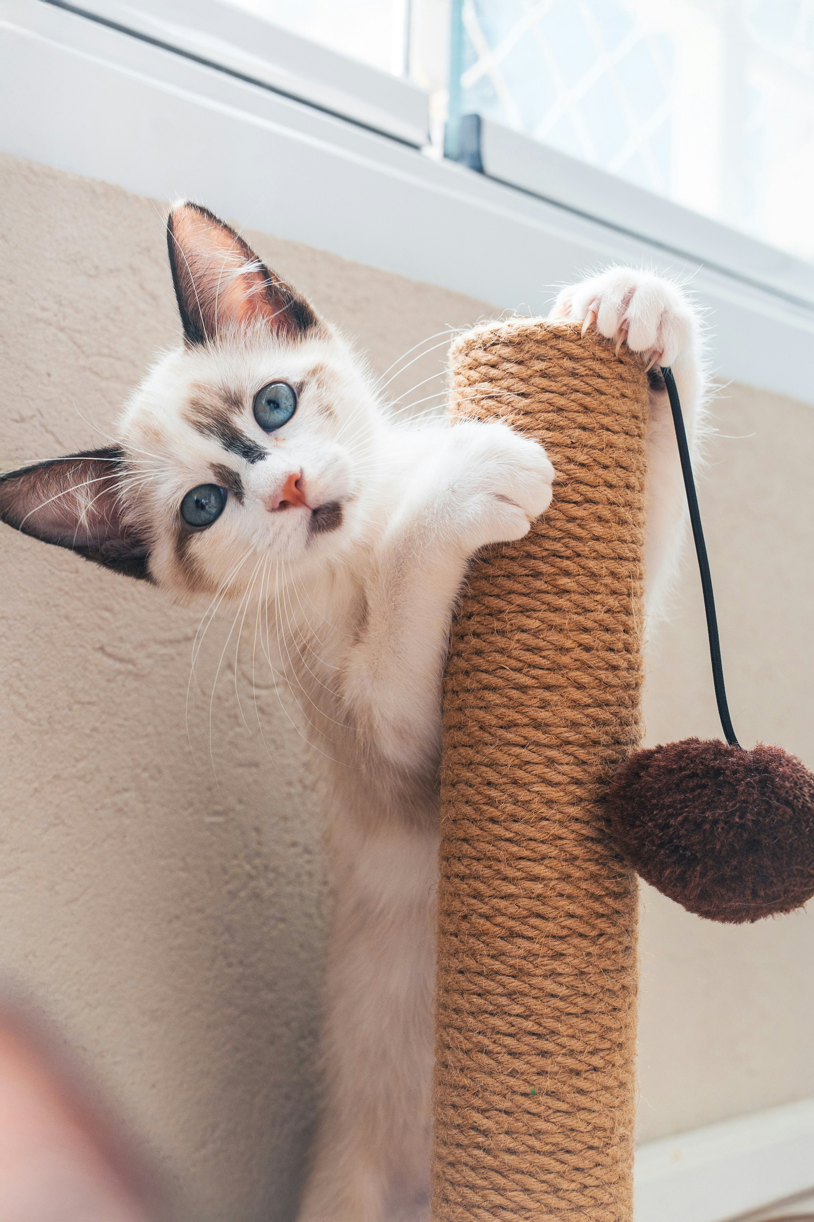 Purrs and Playfulness (image credits: unsplash)