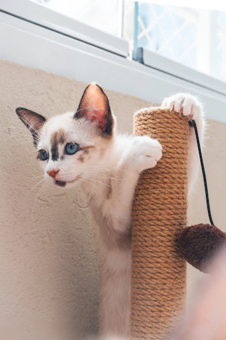 The adorable kitten is playing with a scratching post.