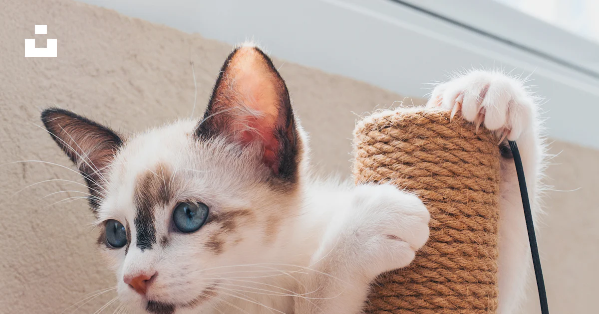 Kitten Scratching The adorable kitten is playing with a scratching post. photo – Free Cat ...