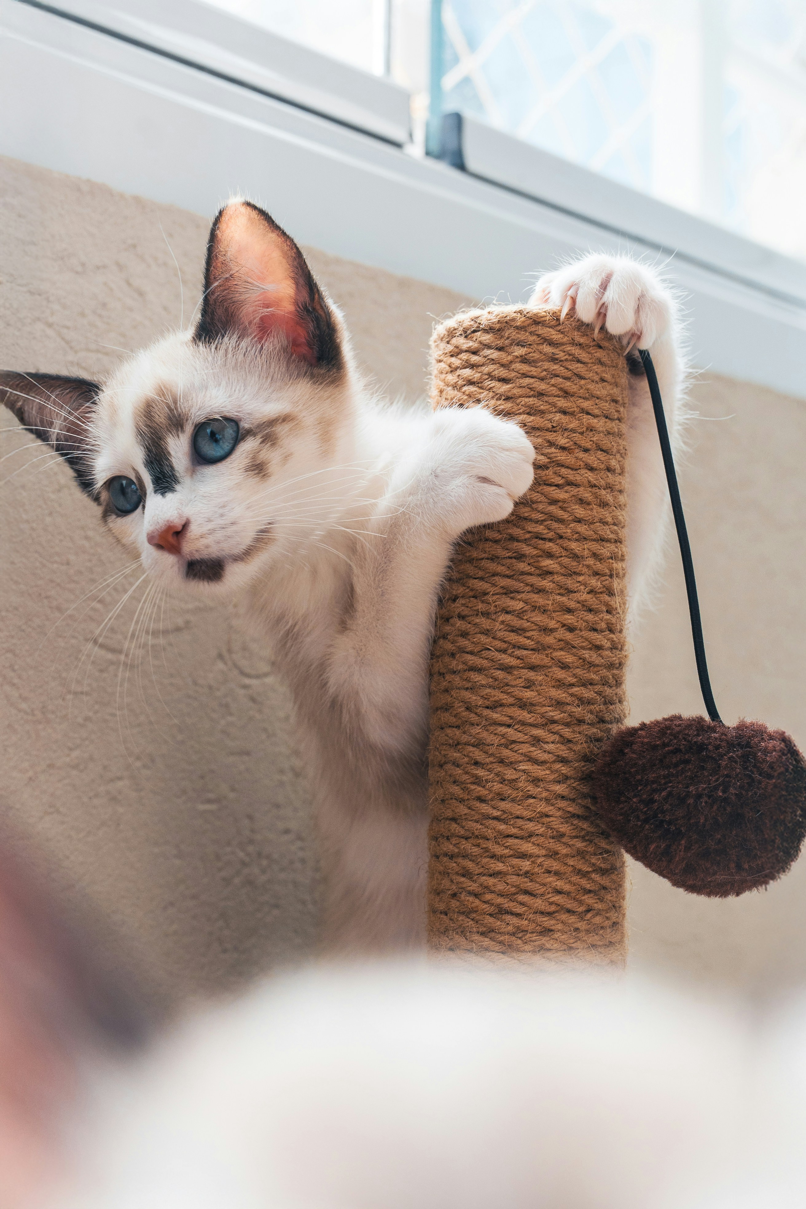 A kitten plays with a scratching post.