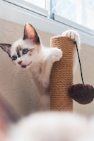 A kitten plays with a scratching post.