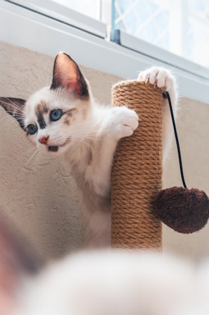 A kitten plays with a scratching post.