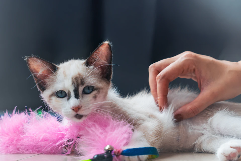 A small white kitten with brown spots is lying on its back, resting comfortably on a gray surface. The kitten's head is tilted to one side and it appears to be looking directly at the camera. A person's hand can be seen reaching out towards the kitten, gently petting its back. The background of the image is blurred, but there are pink feathers scattered around the kitten, suggesting that it might have been playing with them earlier.