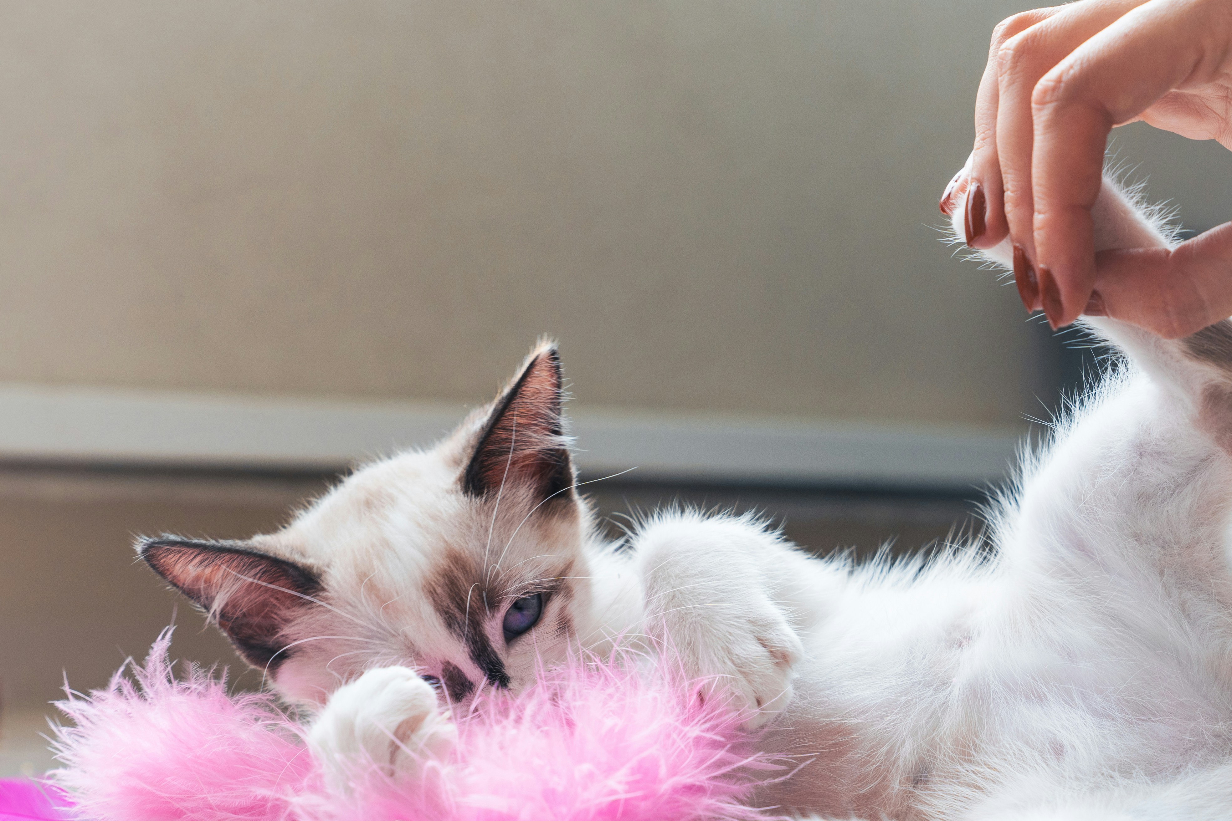 Le chat joue avec un jouet en plumes roses.
