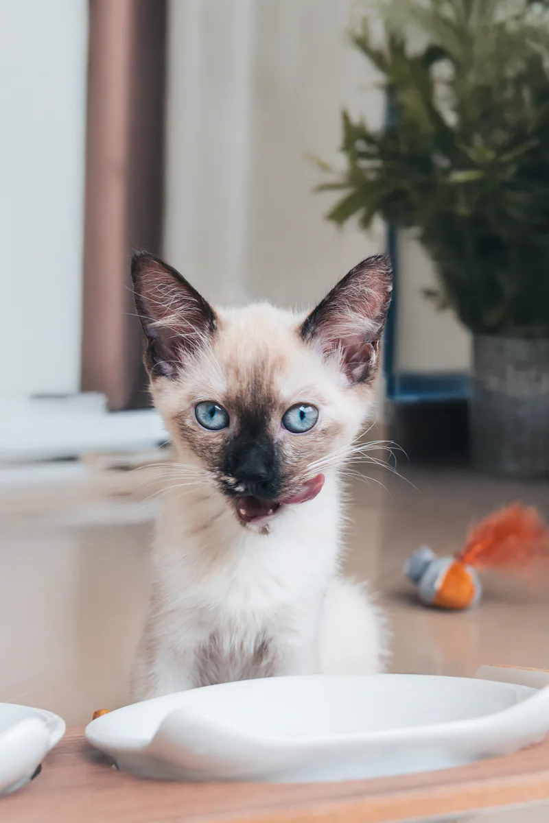 Unique gray cat with distinctive markings for unique warrior cat names and creative warrior cat name ideas