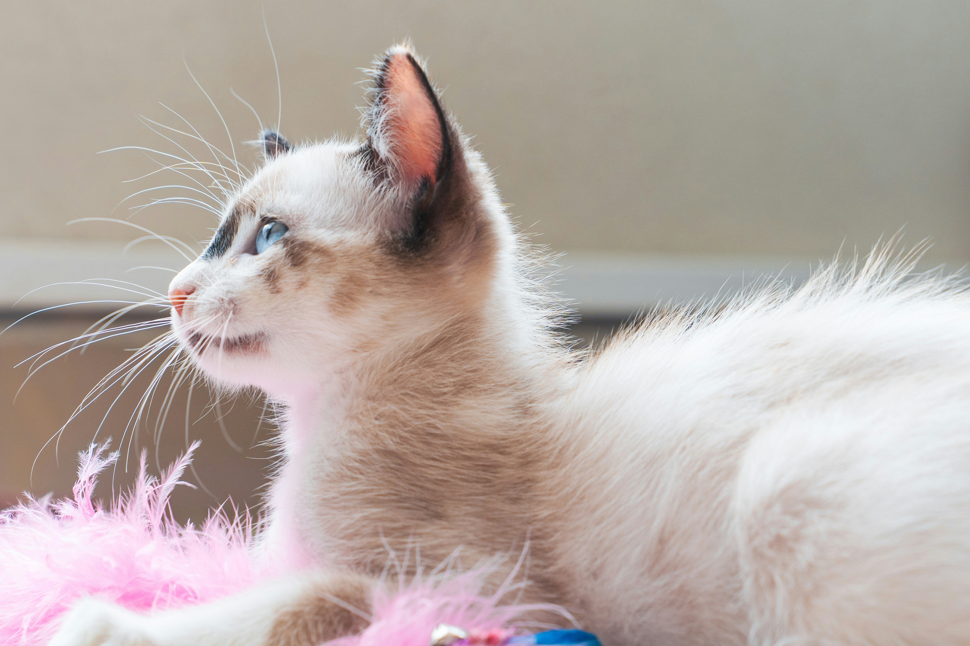 Un chaton duveteux regarde avec de beaux yeux bleus.