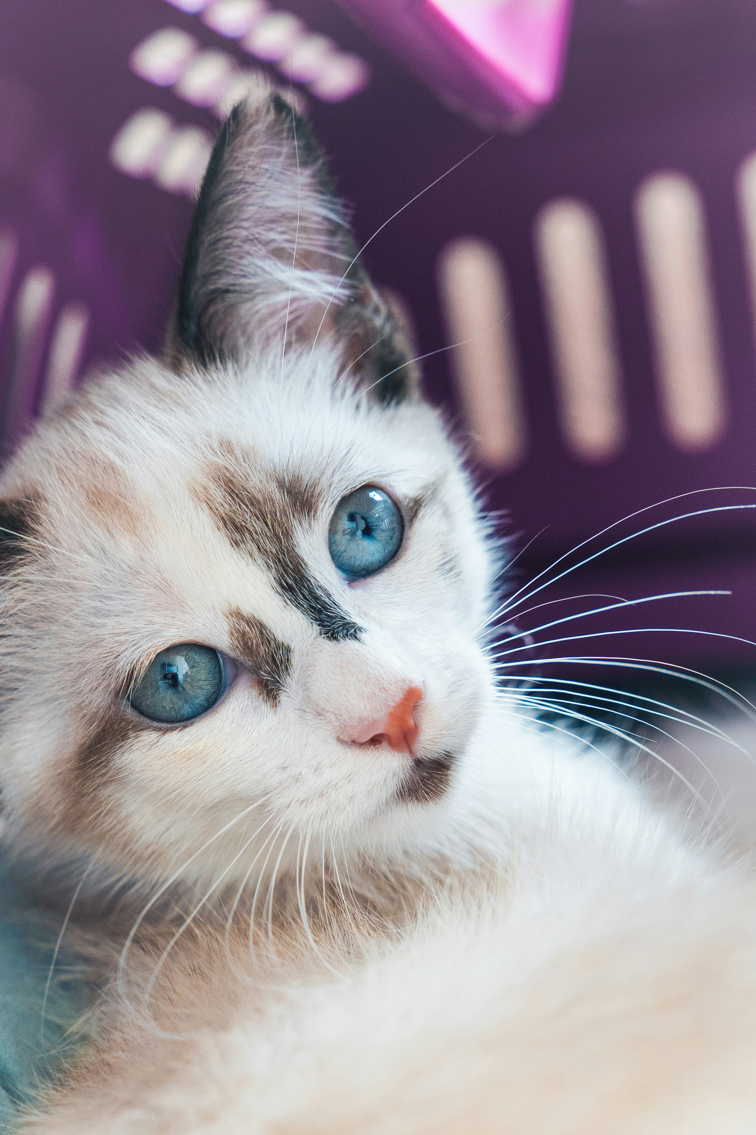 Un chaton mignon aux yeux bleus époustouflants.