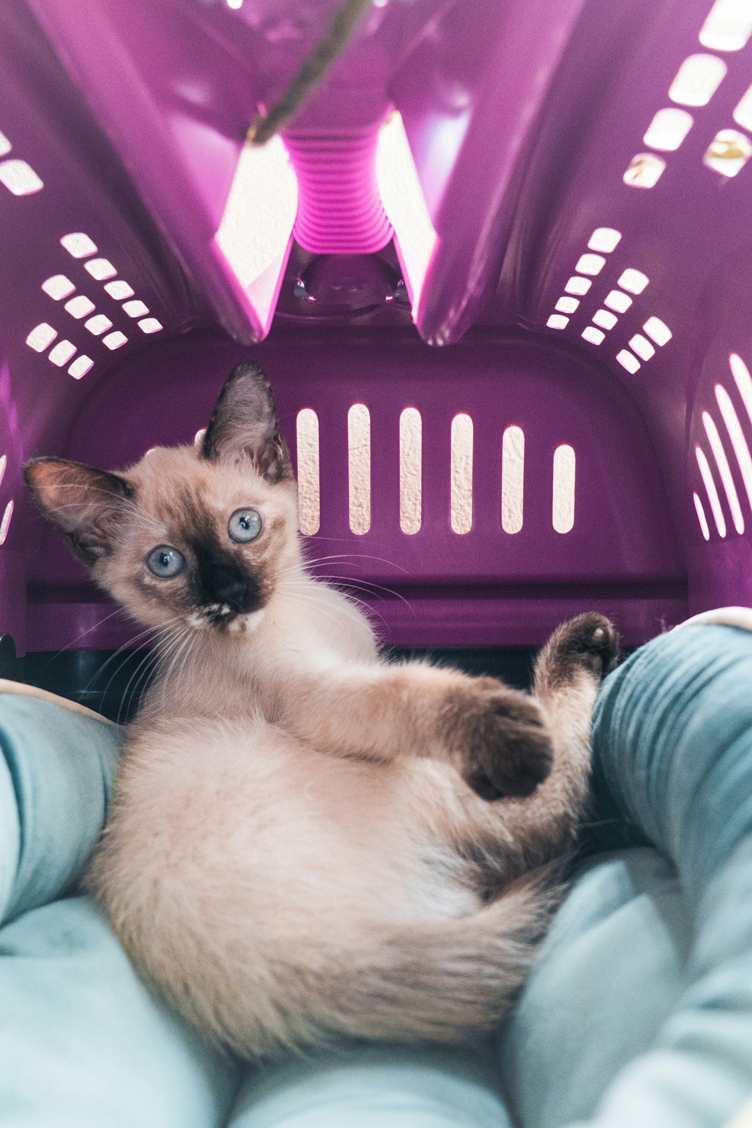 Un chaton siamois curieux est monté dans une cage de transport.