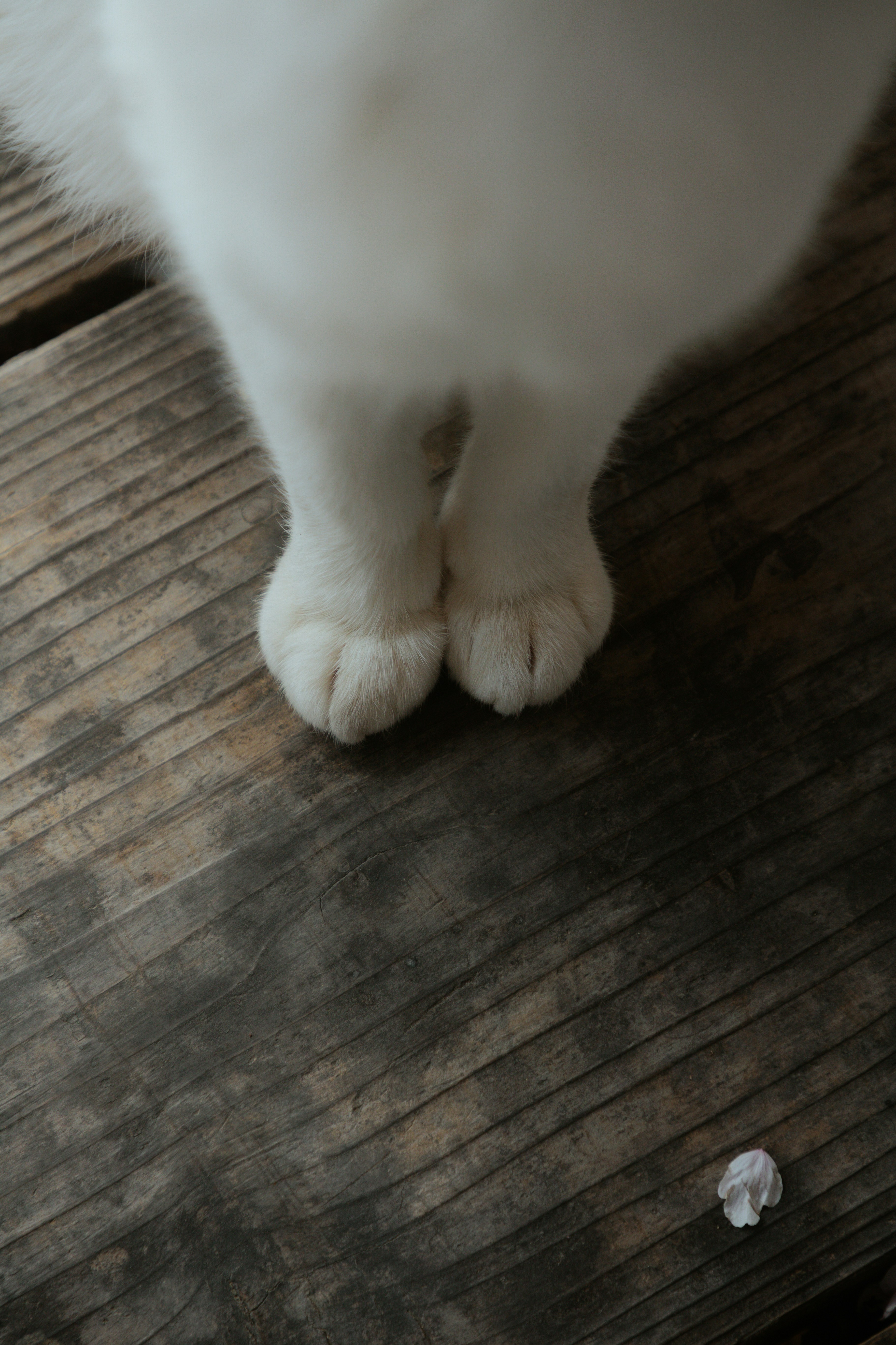A cat's adorable paws on a wooden surface. photo – Free Cat Image on ...
