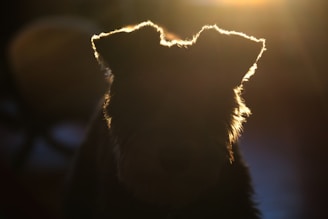 A dog silhouette illuminated by sunlight.