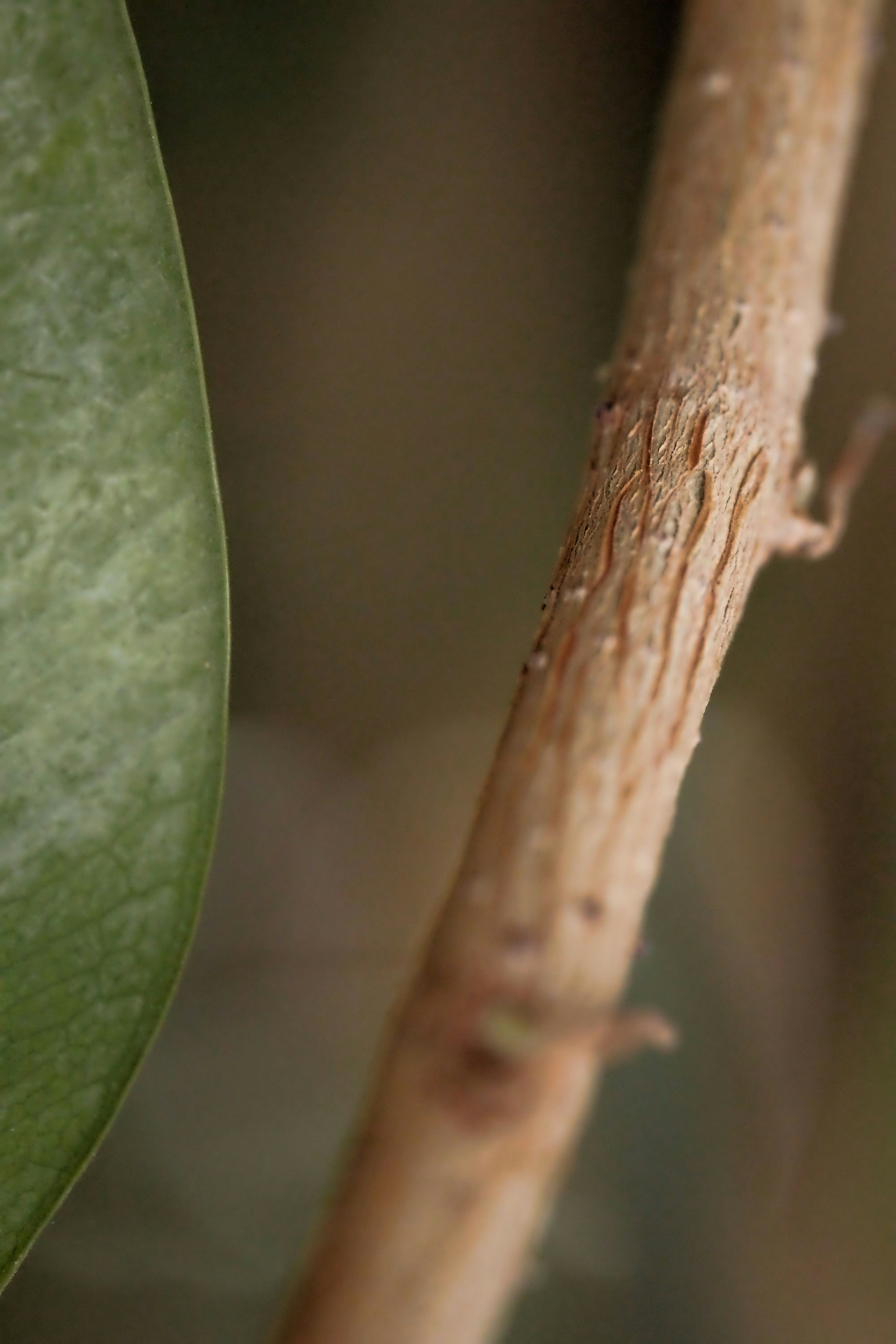 A green leaf next to a brown branch.