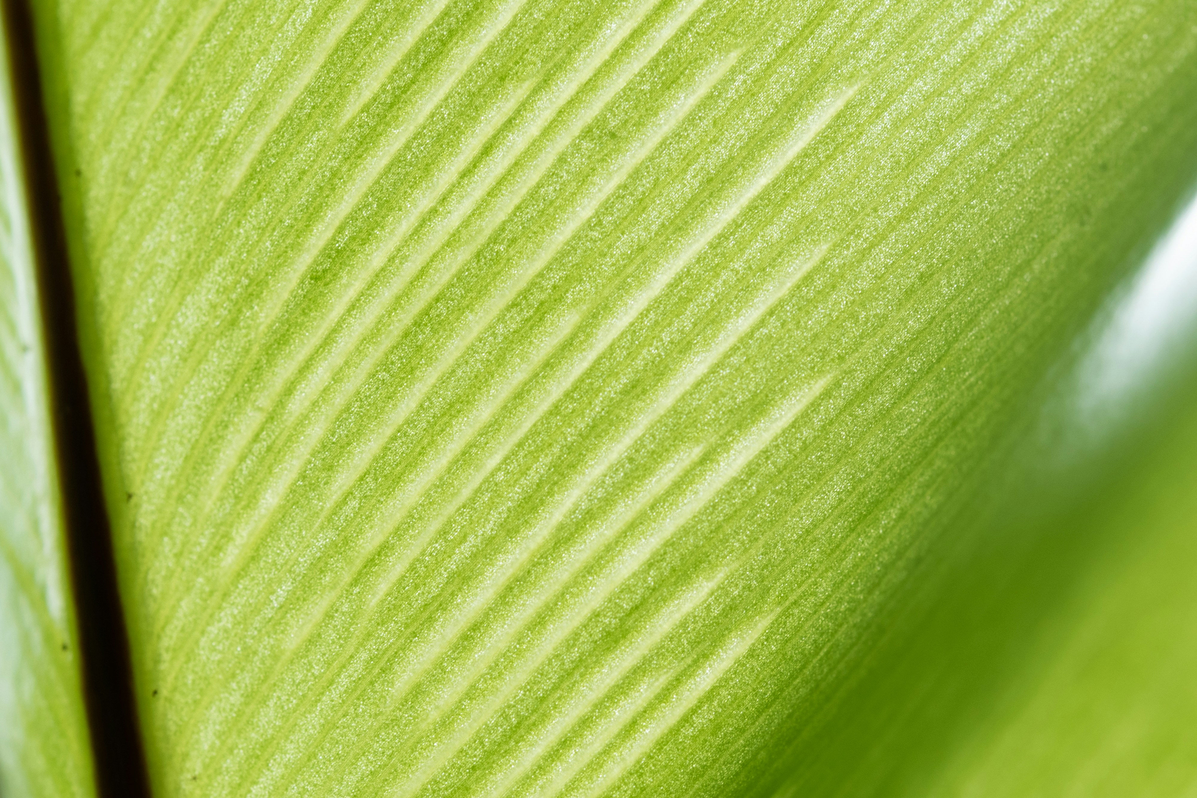 Close-up view of a green leaf.