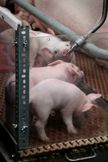 Piglets are inside a clear pen.