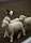 A dog herds sheep in a muddy pen.