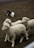 A dog herds sheep in a muddy pen.