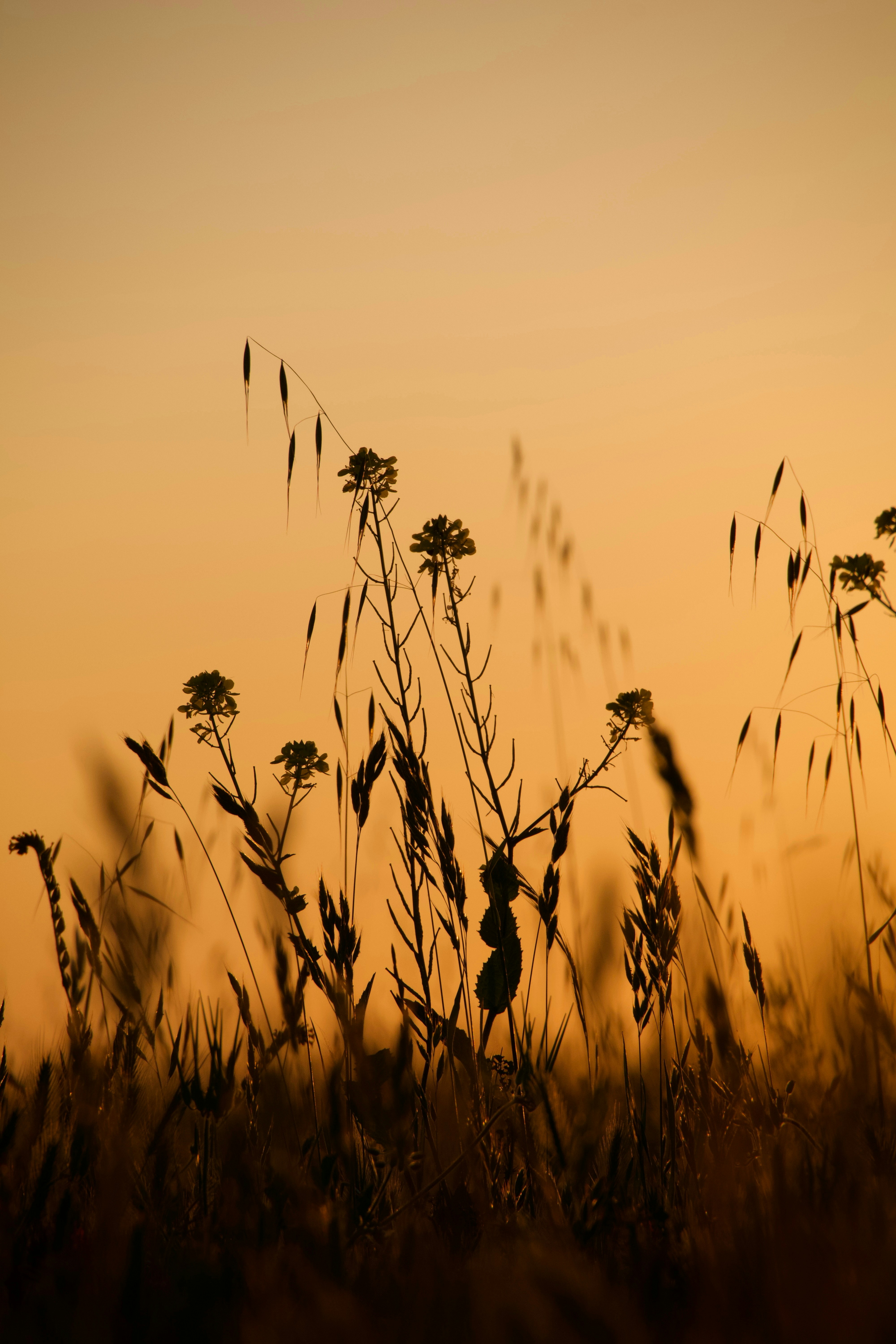 Photo by sarguninder