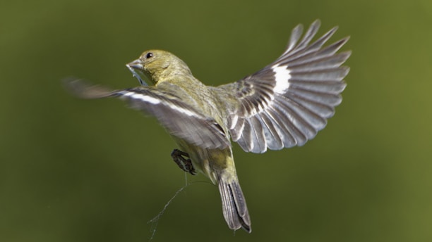 A bird flies with wings spread out.
