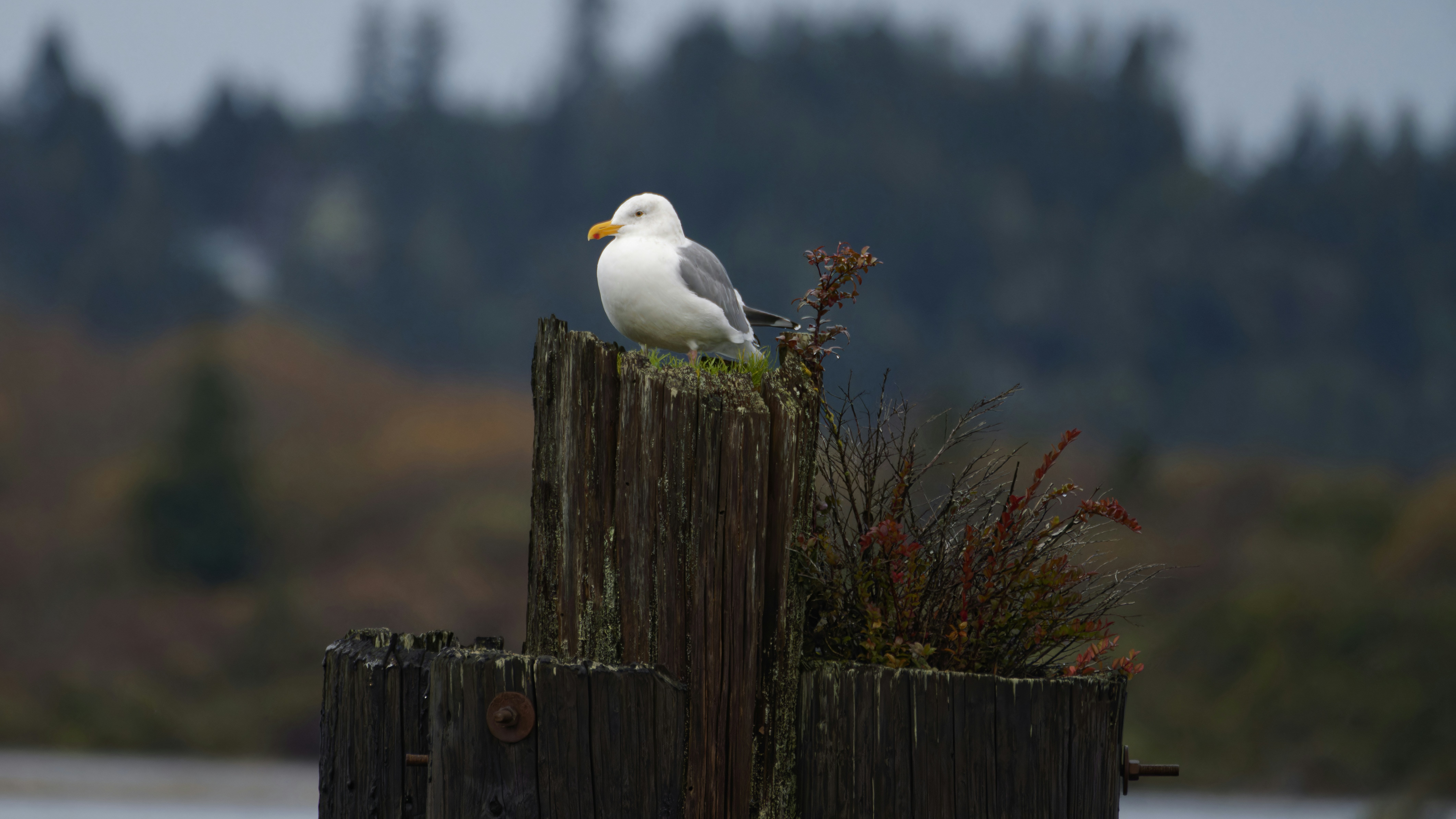 A seagull rests on a weathered wooden post.