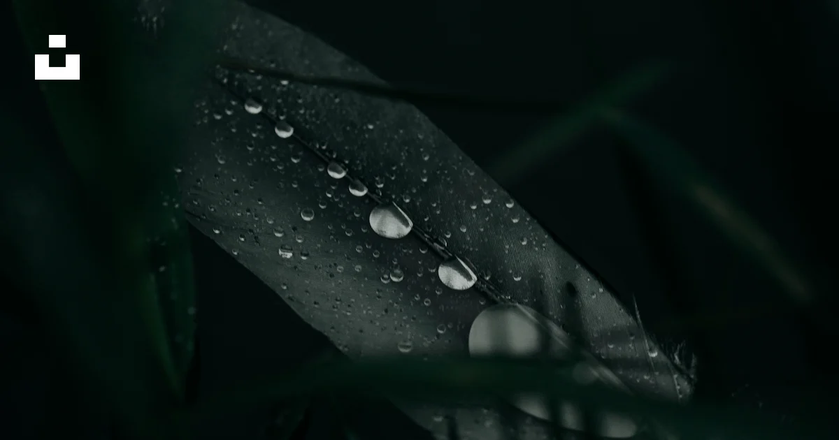 Foto Tetesan embun berkilauan di daun gelap. – Gambar Daun Gratis di ...