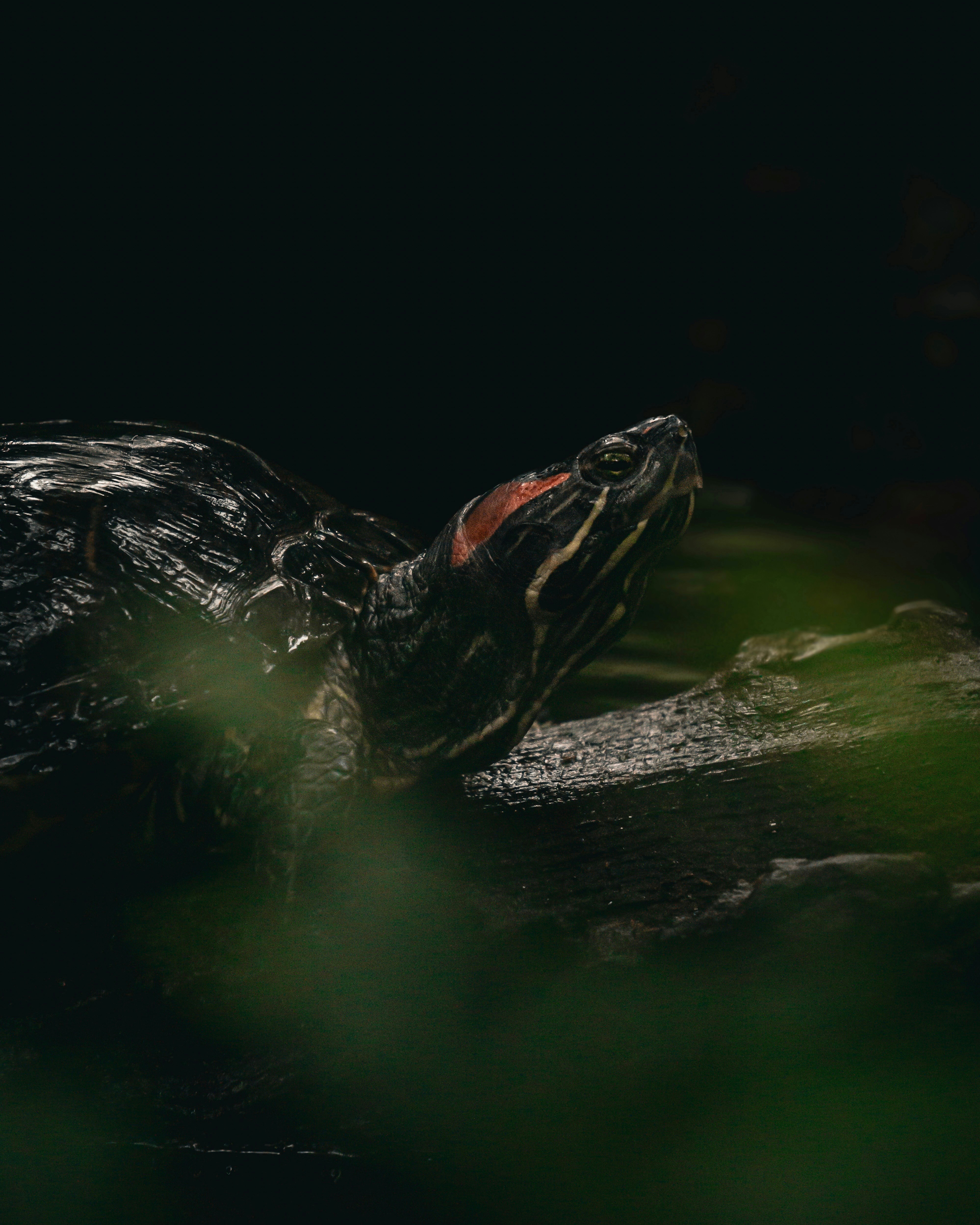 A turtle with a red ear pokes its head out.
