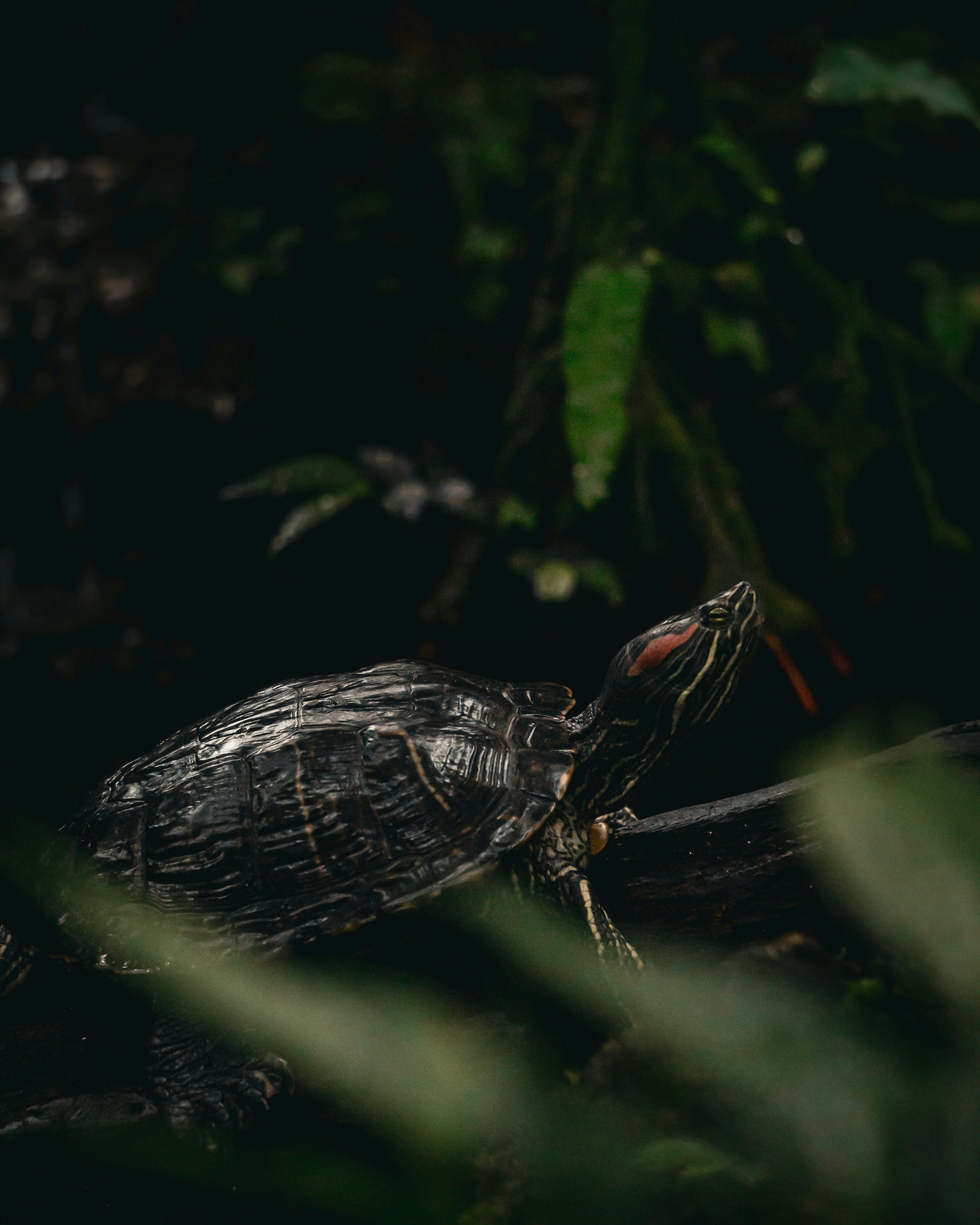 A turtle is basking in the greenery.
