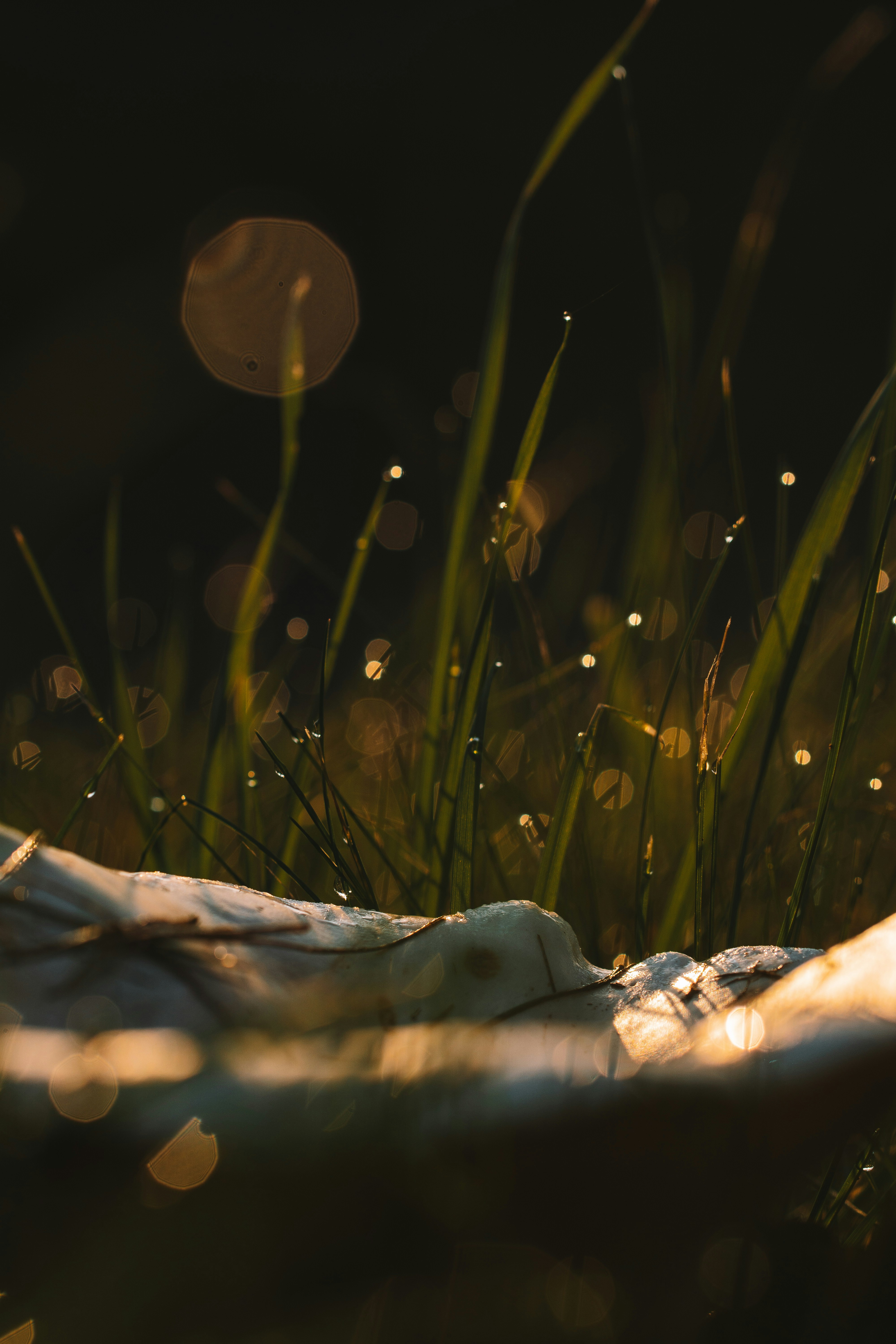 Dewdrops on grass with sun bokeh.