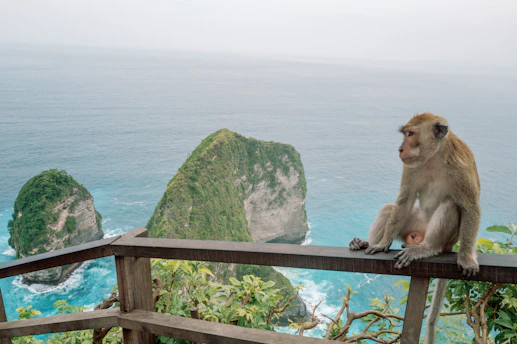 A monkey sits and looks at the ocean.