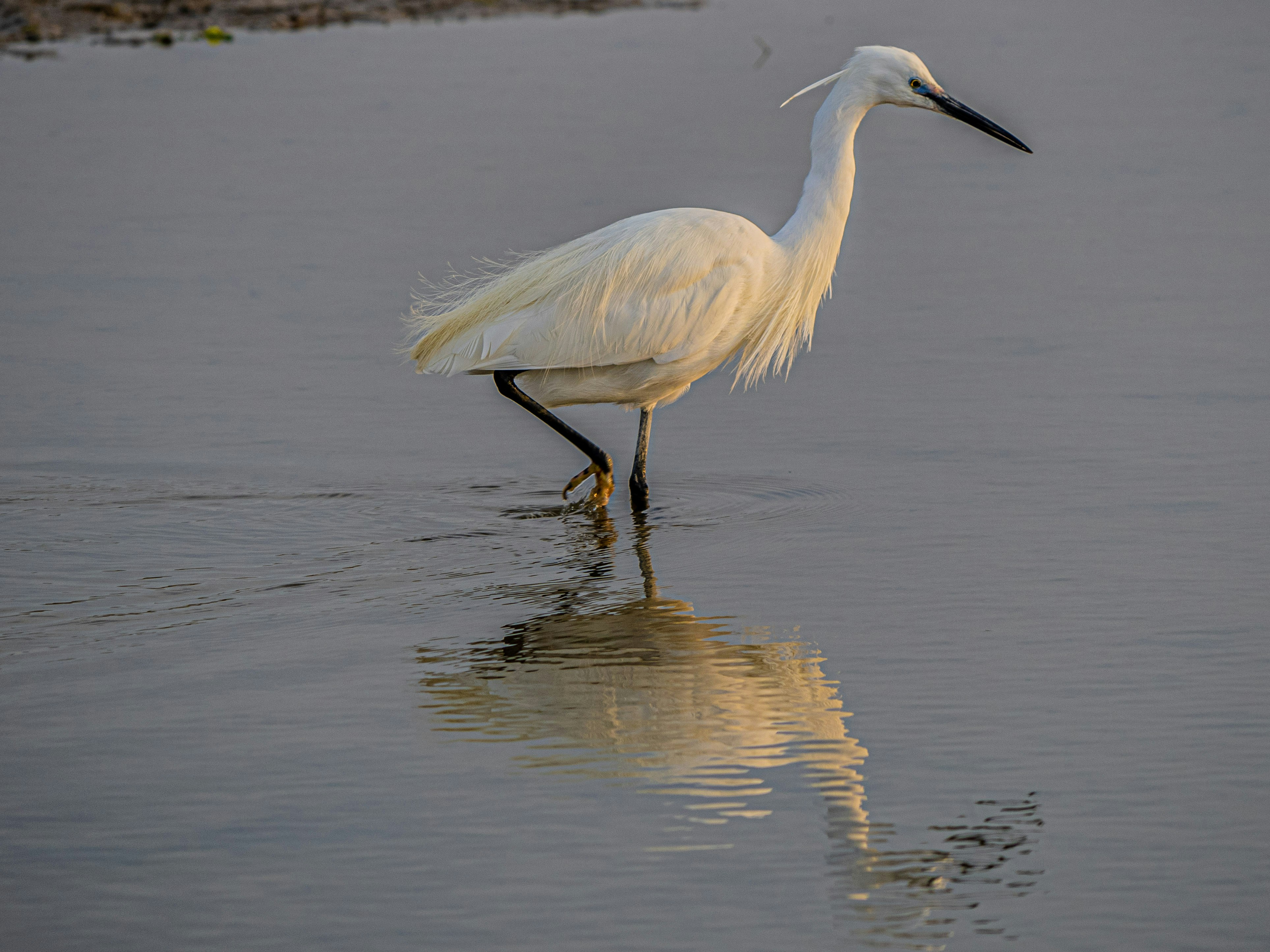 Photo by gopitri_prem