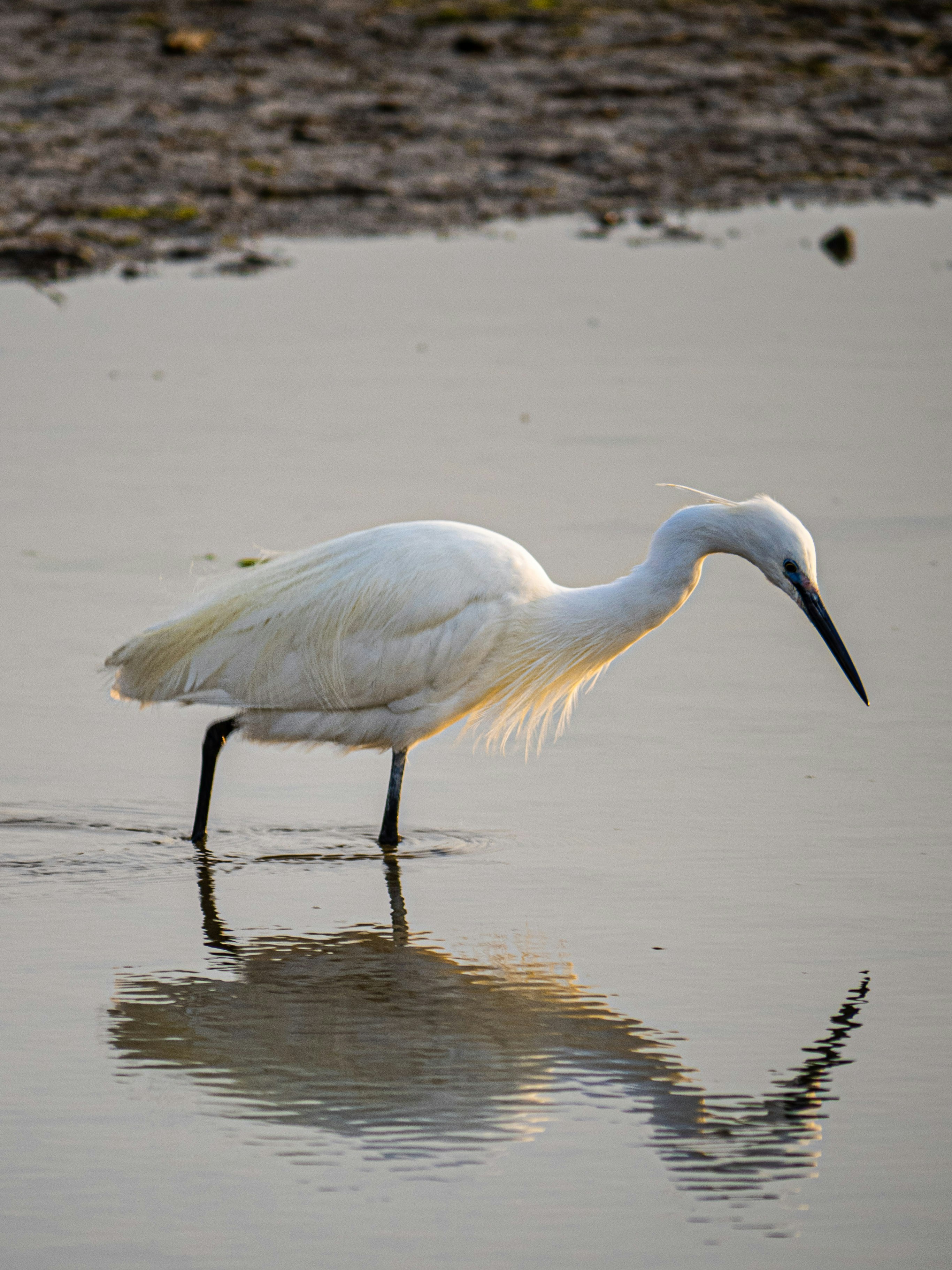 Photo by gopitri_prem