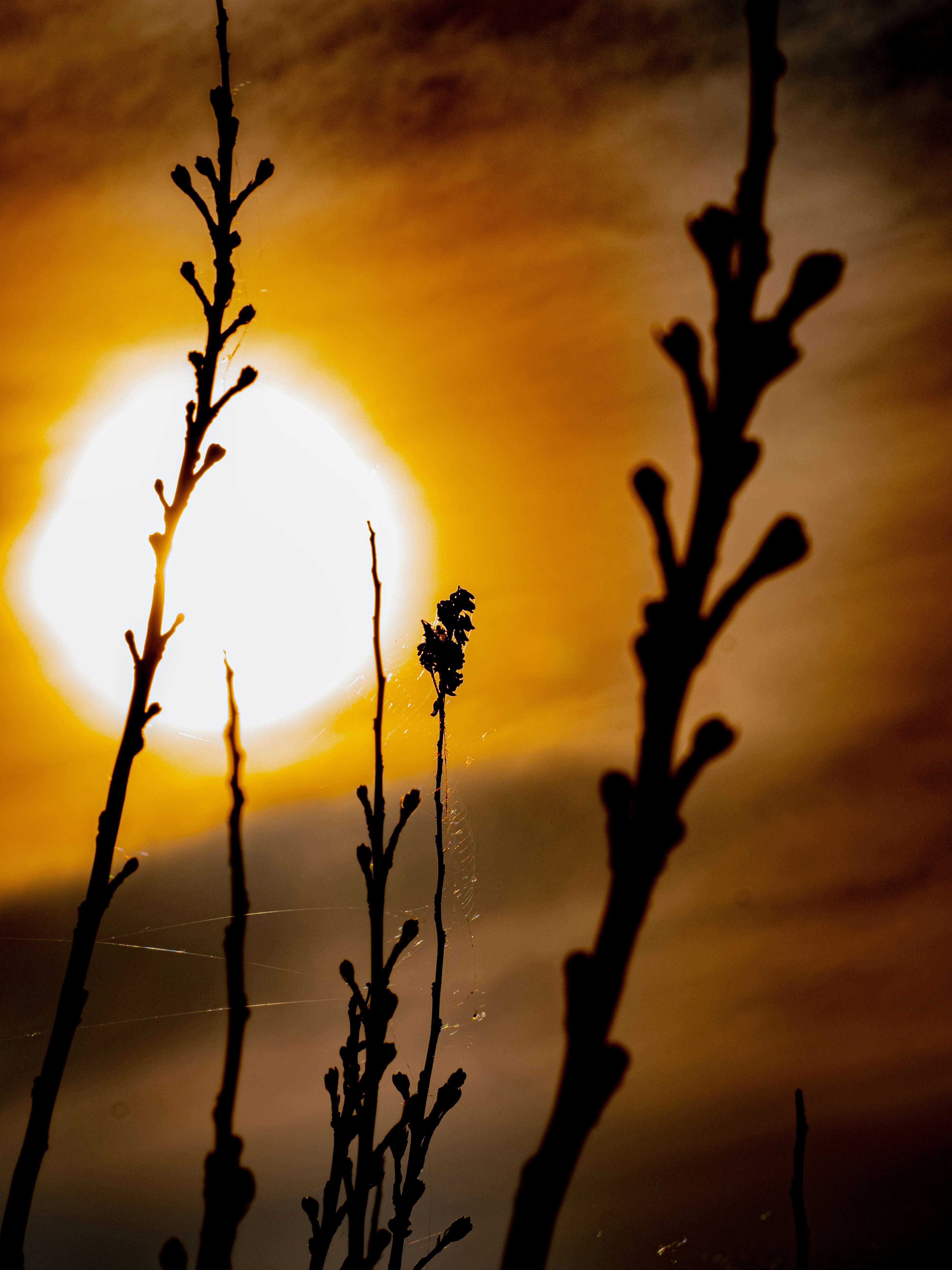 Photo by gopitri_prem