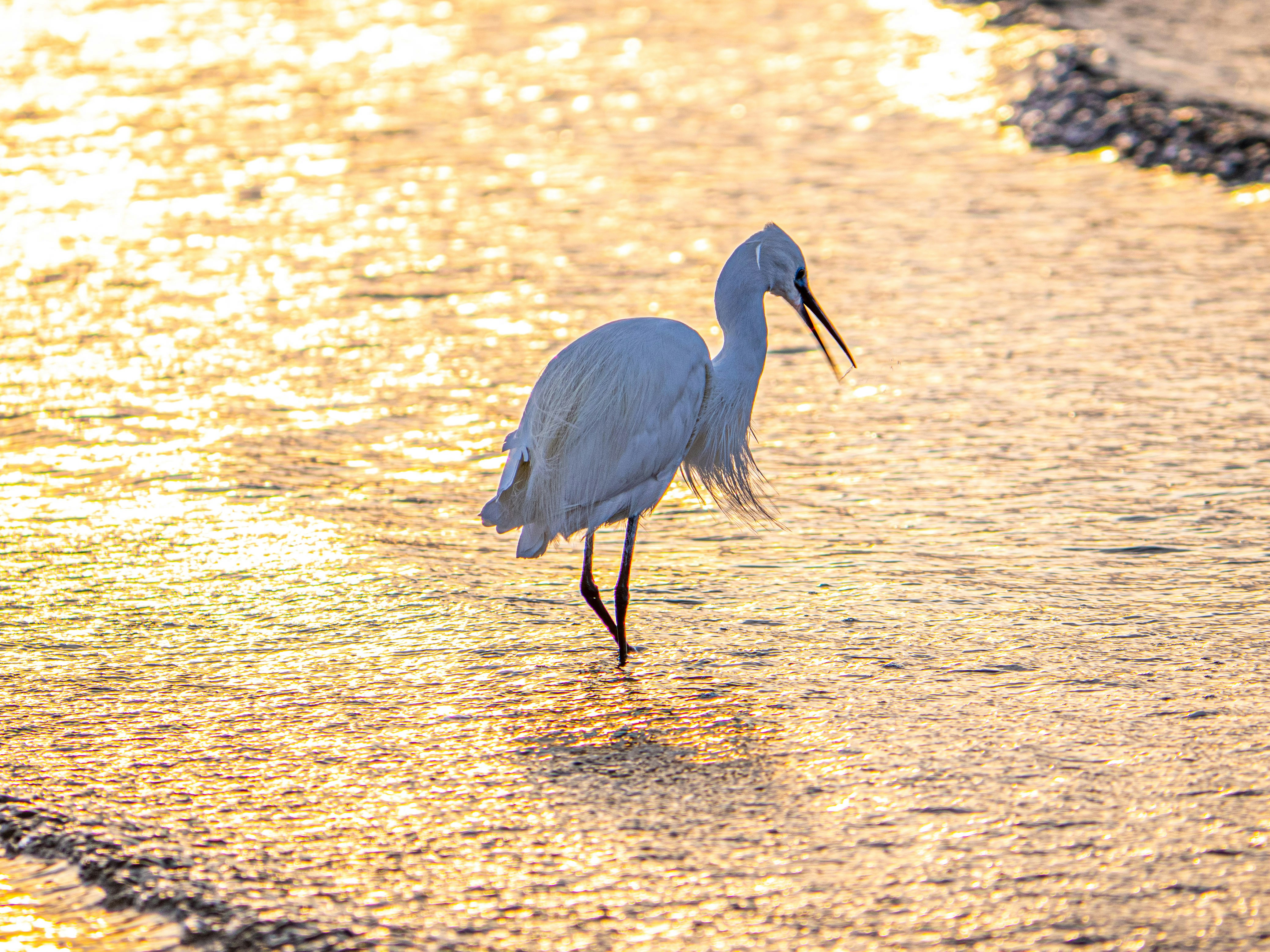 Photo by gopitri_prem