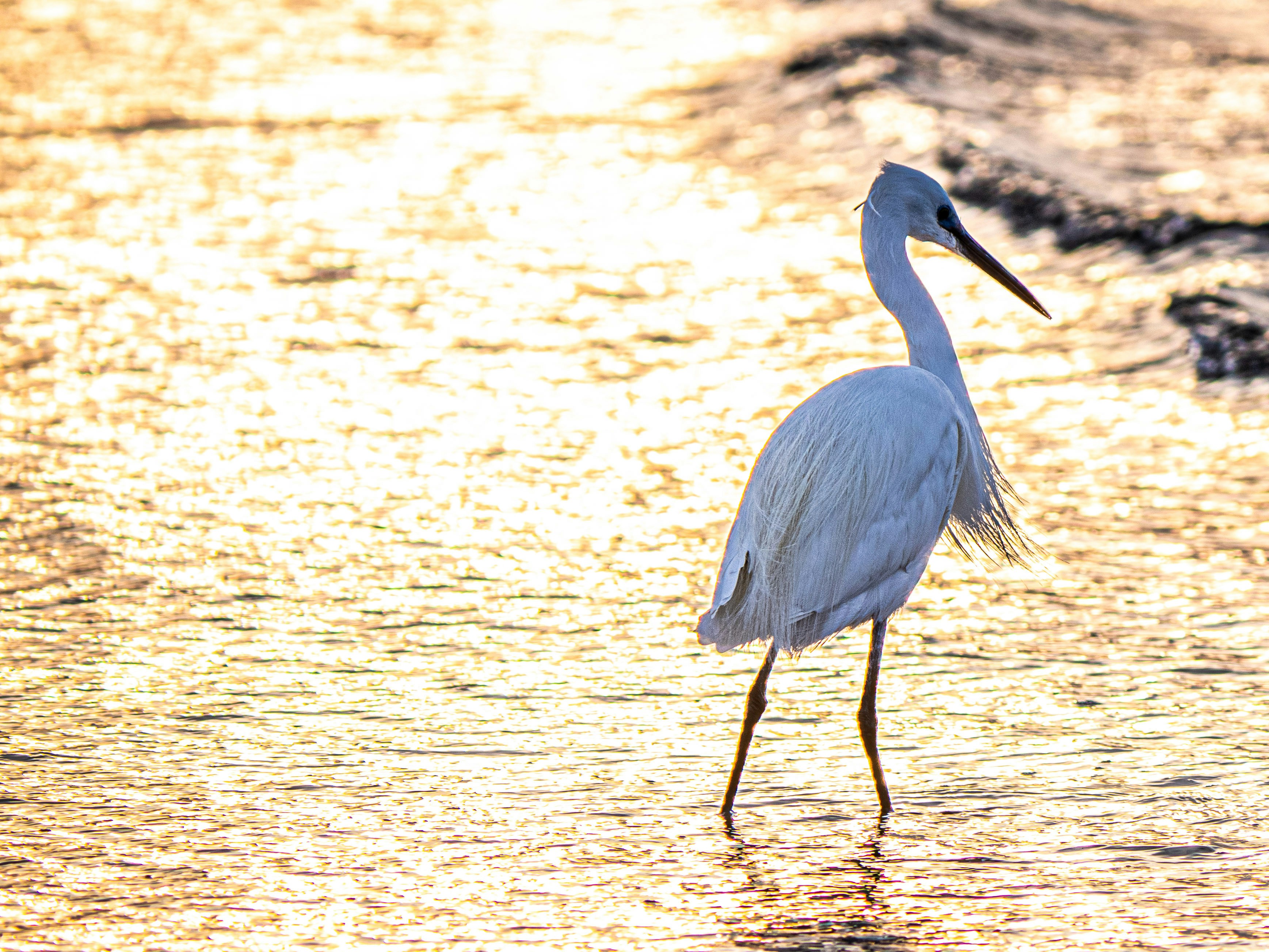 Photo by gopitri_prem