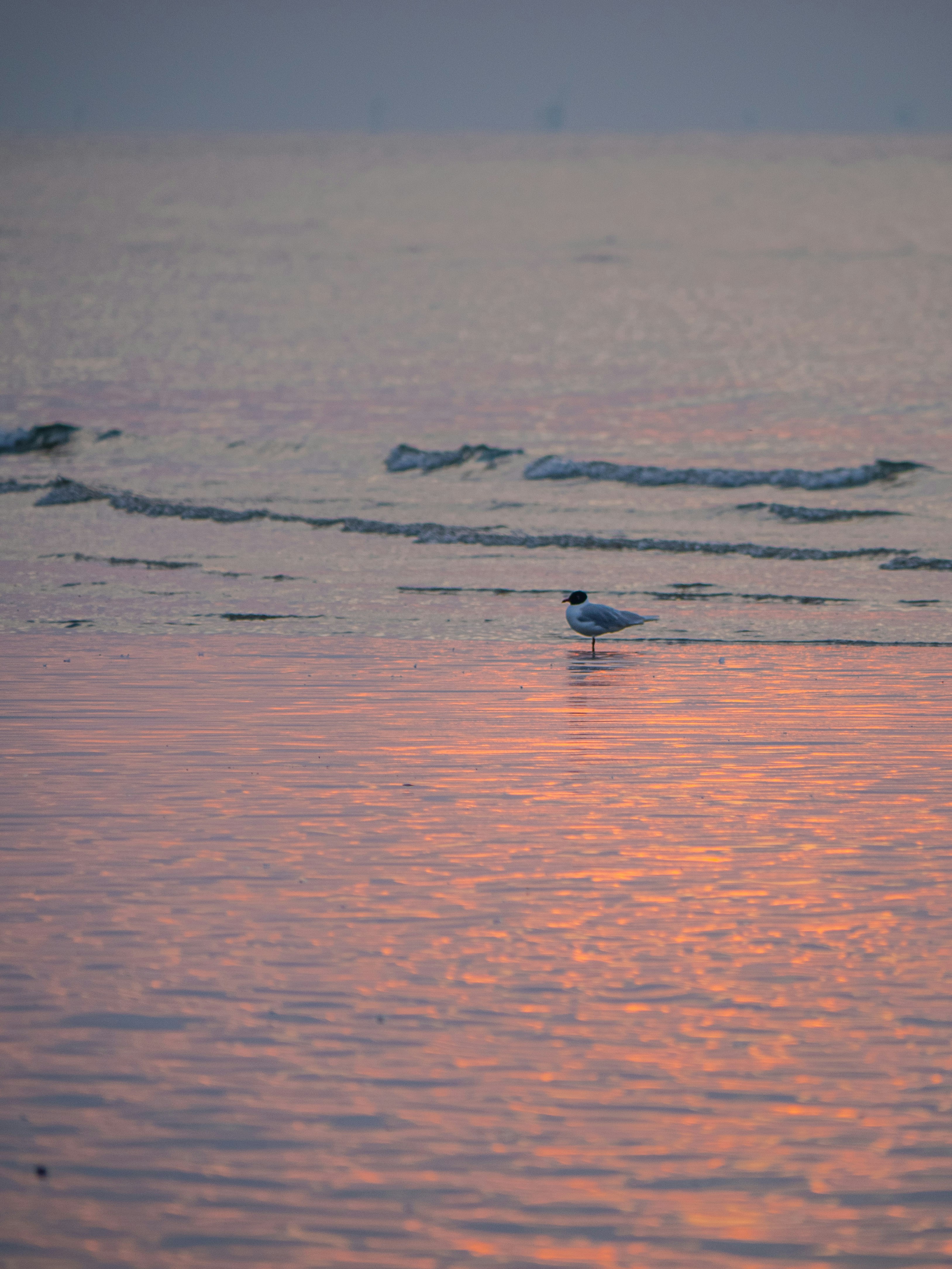 Photo by gopitri_prem